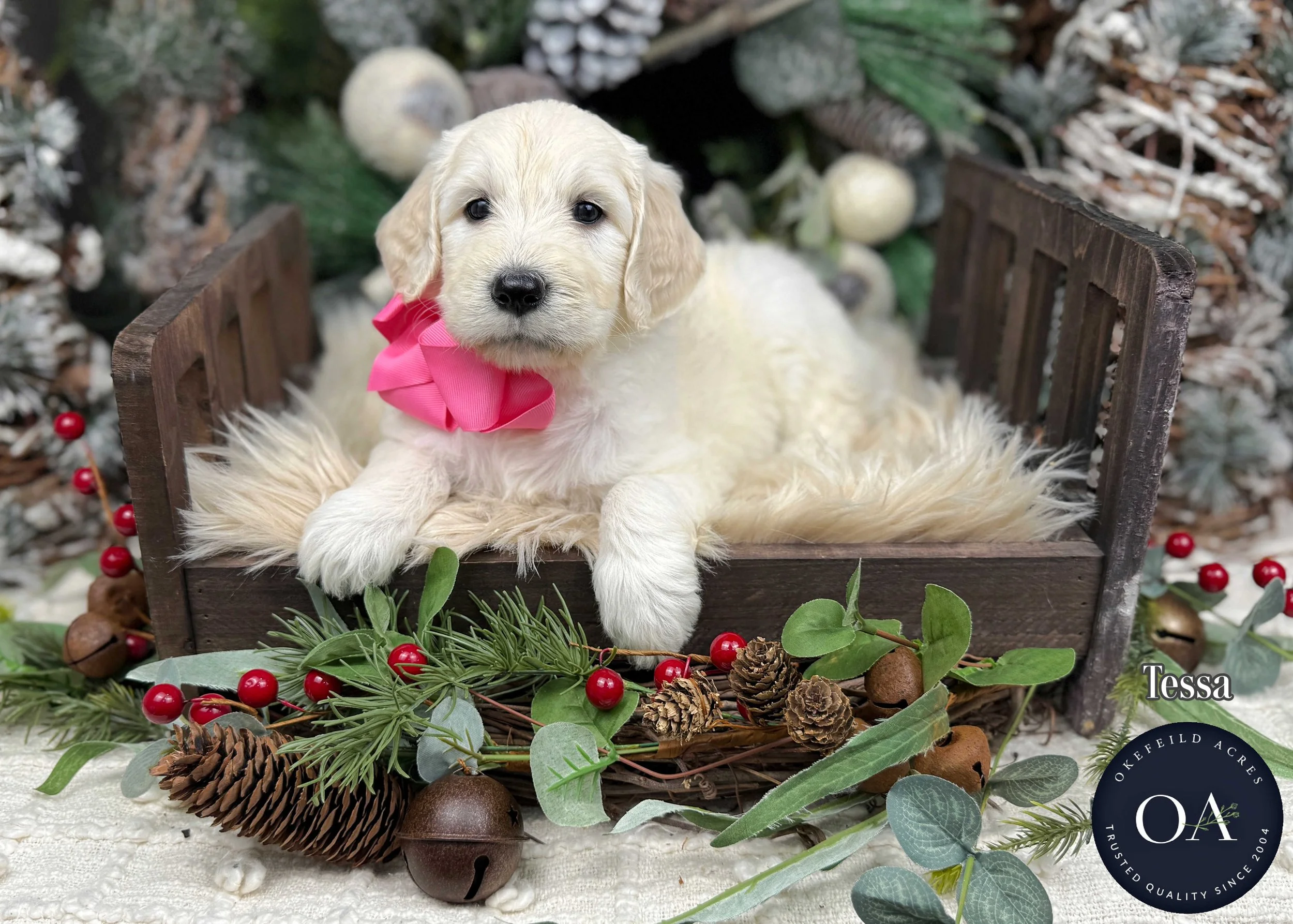 Cream Female F1 Standard English Teddy Bear Goldendoodle Puppy For Sale Okefeild Acres Missouri