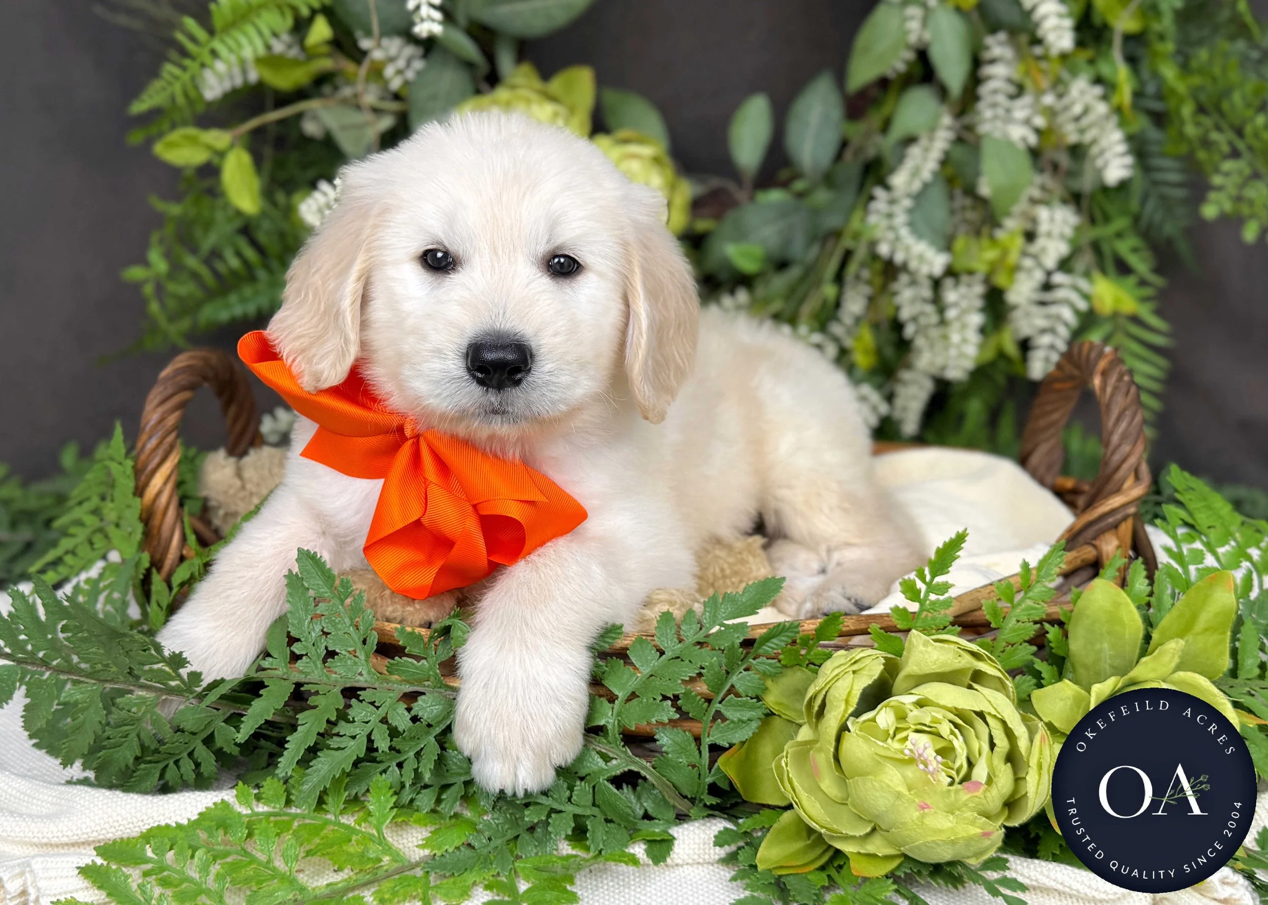 Cream F1 Standard English Teddy Bear Goldendoodle Puppy For Sale Okefeild Acres Missouri