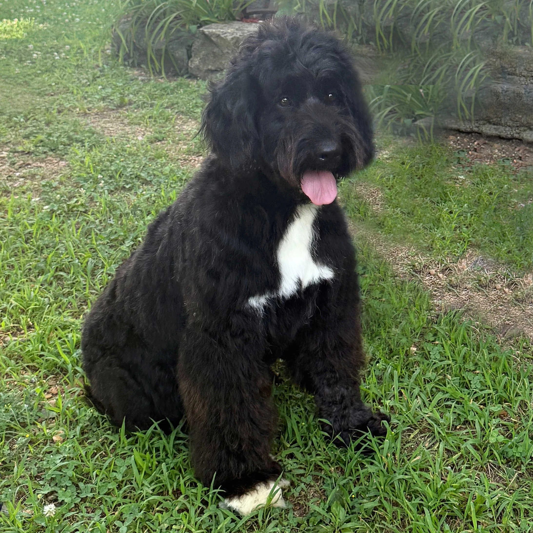 Caitlin F1 Standard English Teddy Bear Goldendoodle Dam Okefeild Acres Missouri