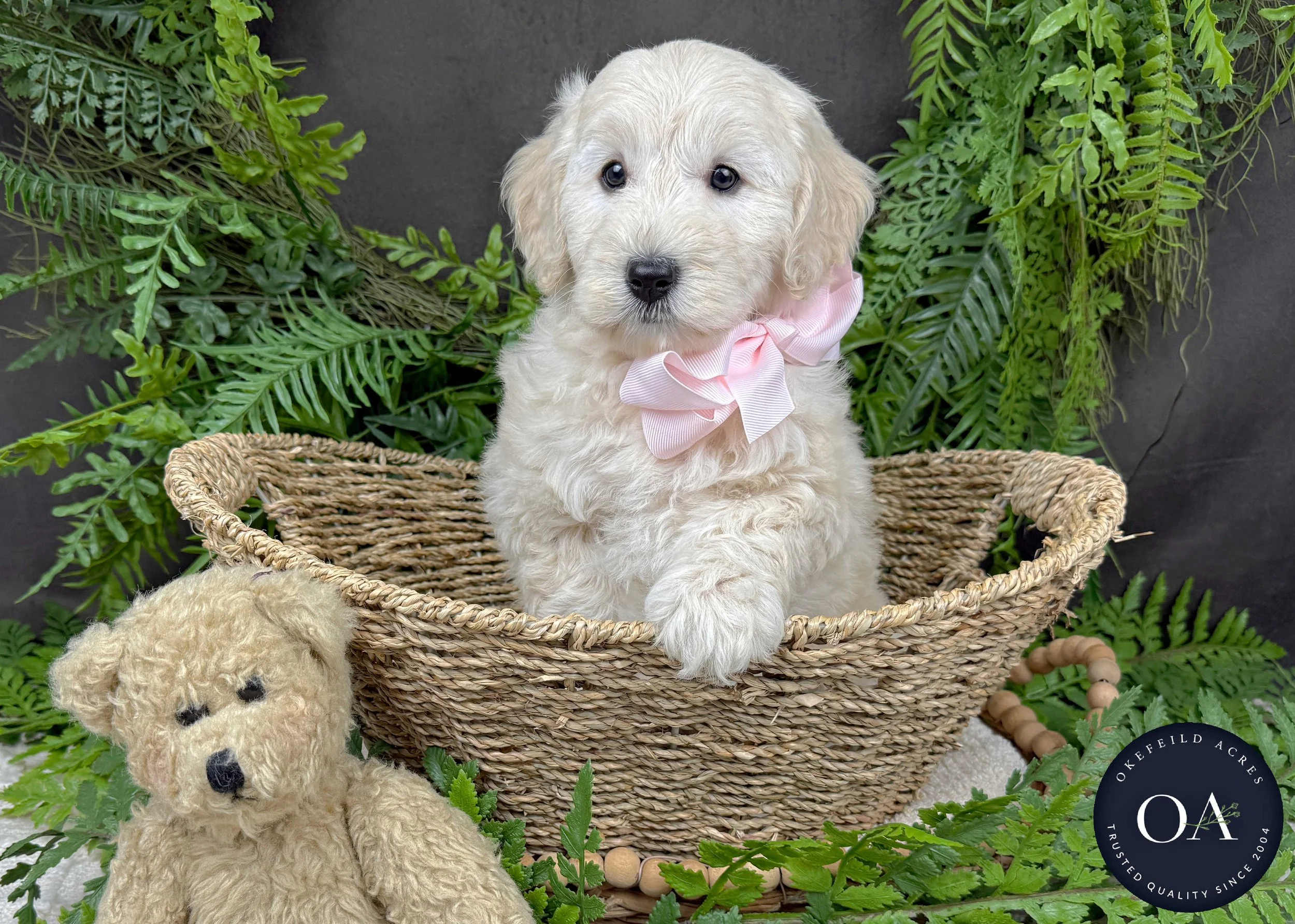 Cream F2b Small English Teddy Bear Goldendoodle Puppies For Sale Okefeild Acres Missouri
