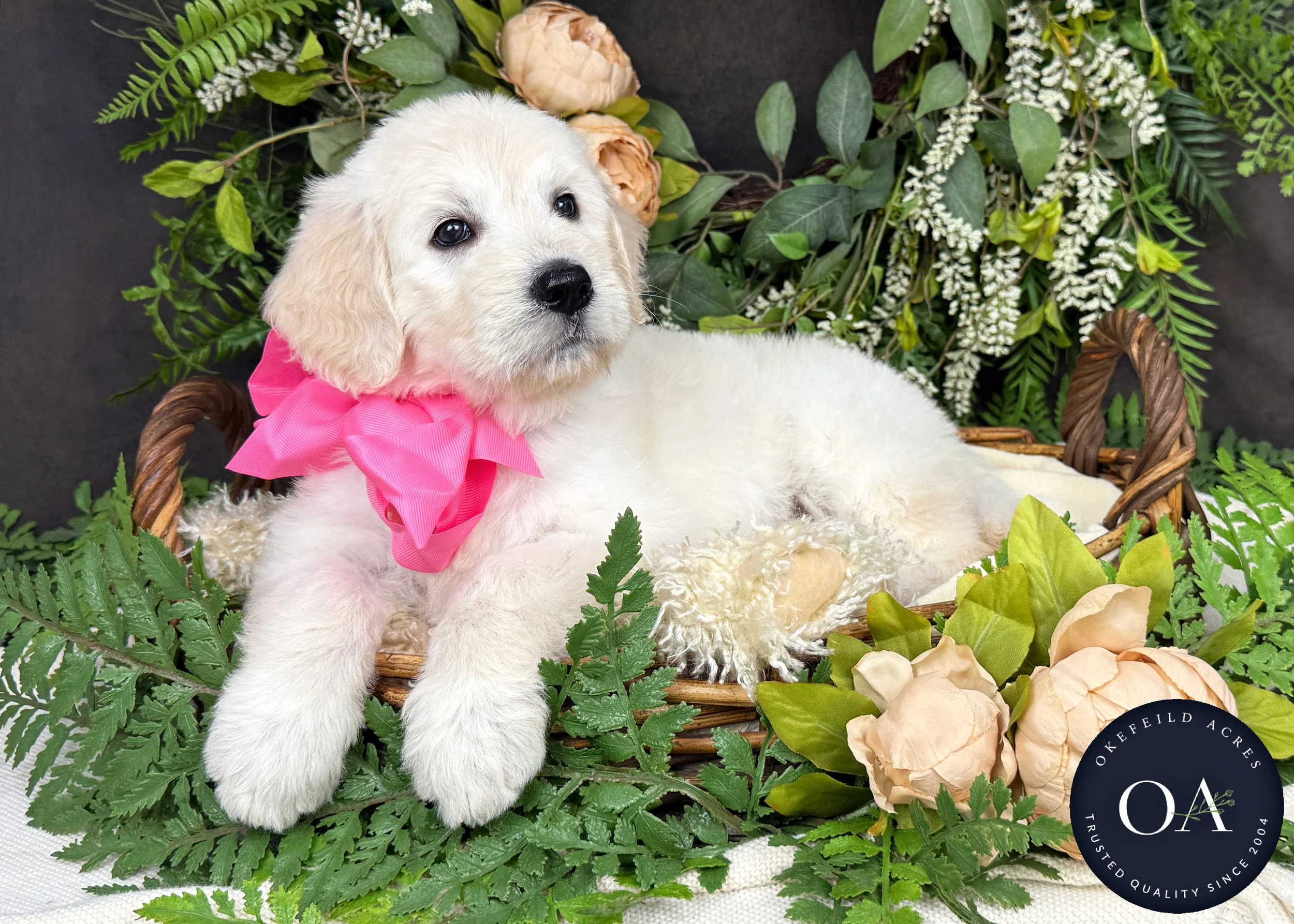 Cream F1 Standard English Teddy Bear Goldendoodle Puppy For Sale Okefeild Acres Missouri