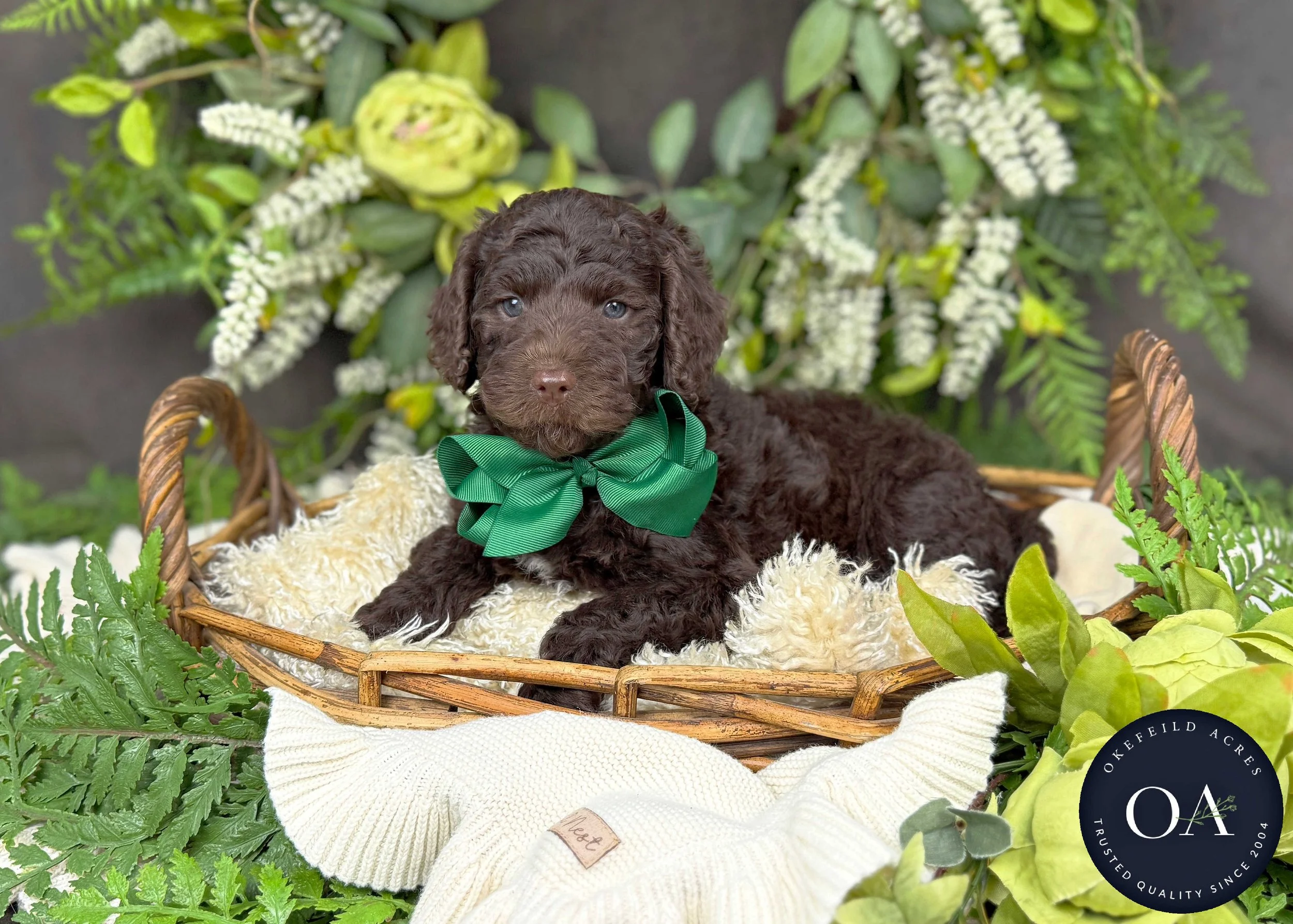 Milo Brown Male Mini English Teddy Bear Goldendoodle Puppy For Sale Okefeild Acres Missouri