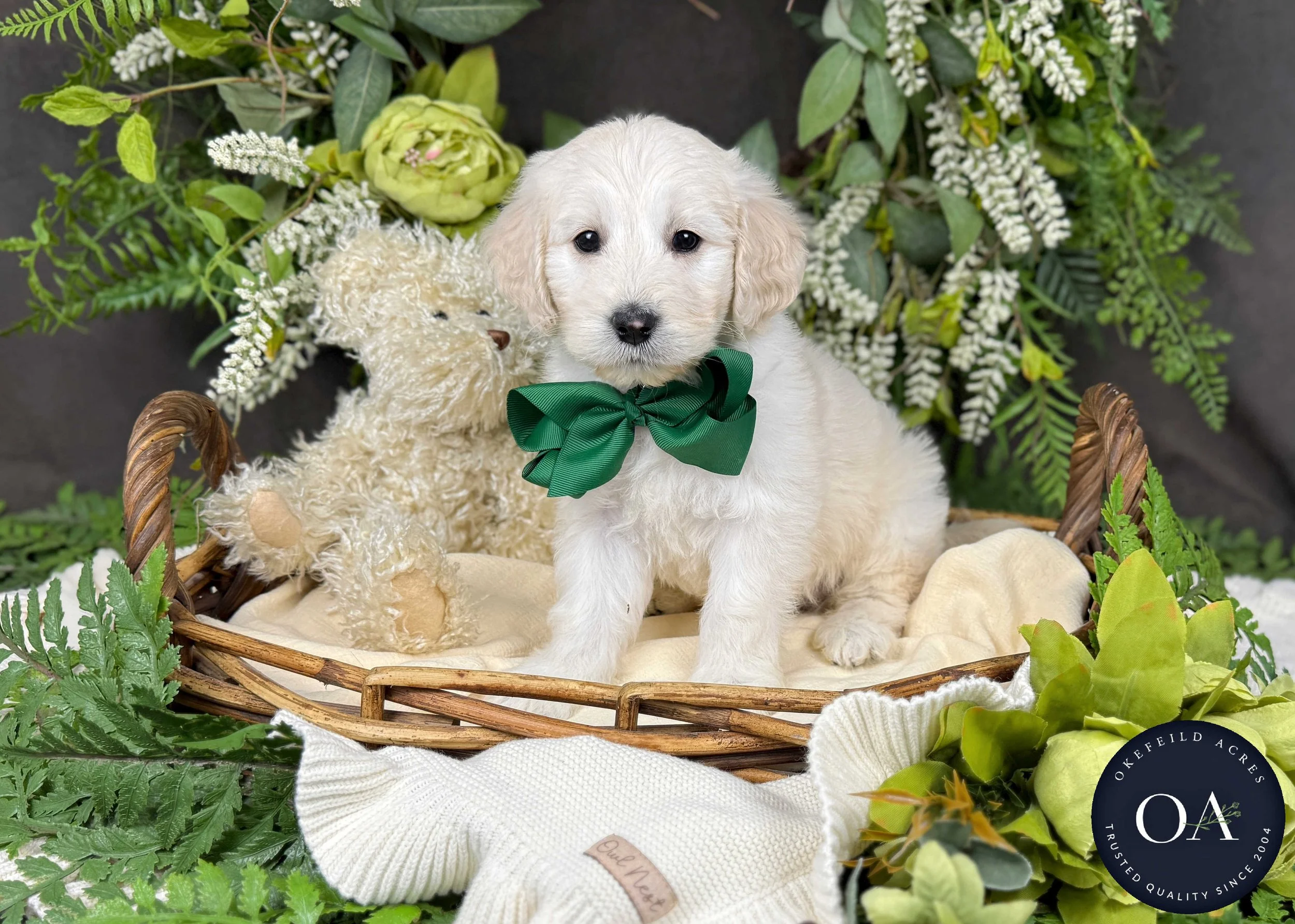 F2b Mini English Teddy Bear Goldendoodle Puppy For Sale Okefeild Acres Missouri