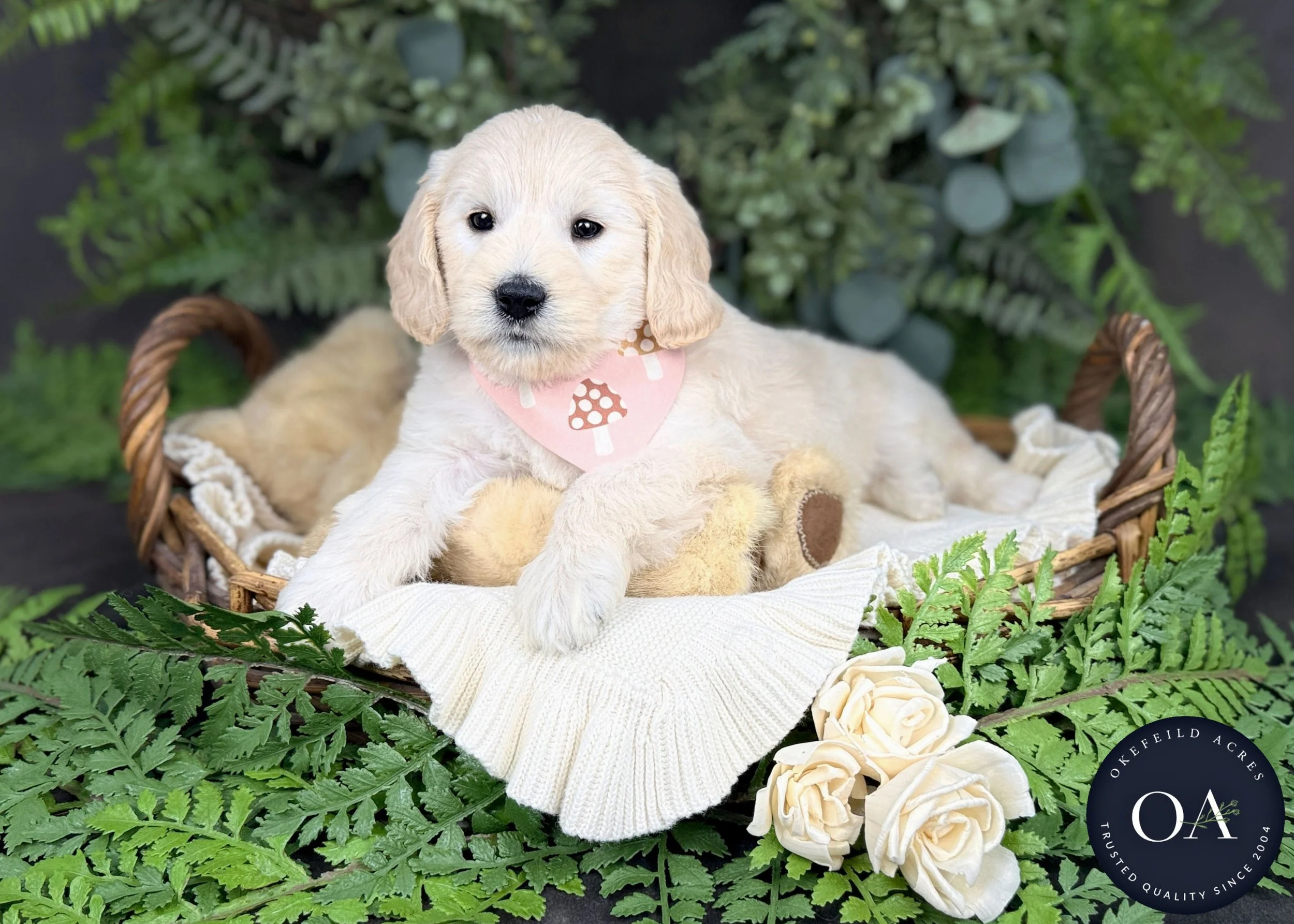 Taffy Cream F2b Medium English Teddy Bear Goldendoodle Puppy For Sale Okefeild Acres Missouri