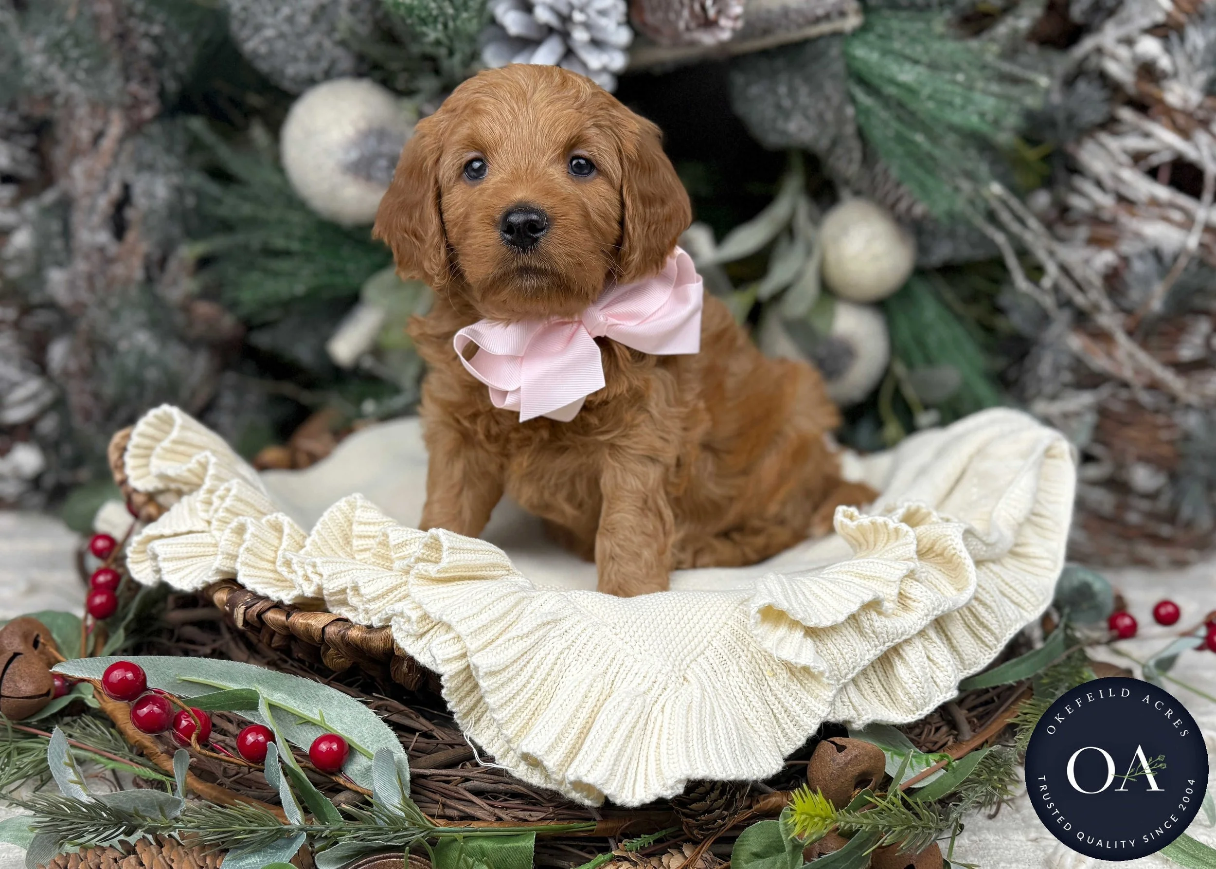 Apricot Female F1b Mini English Teddy Bear Goldendoodle Puppy For Sale Okefeild Acres Missouri