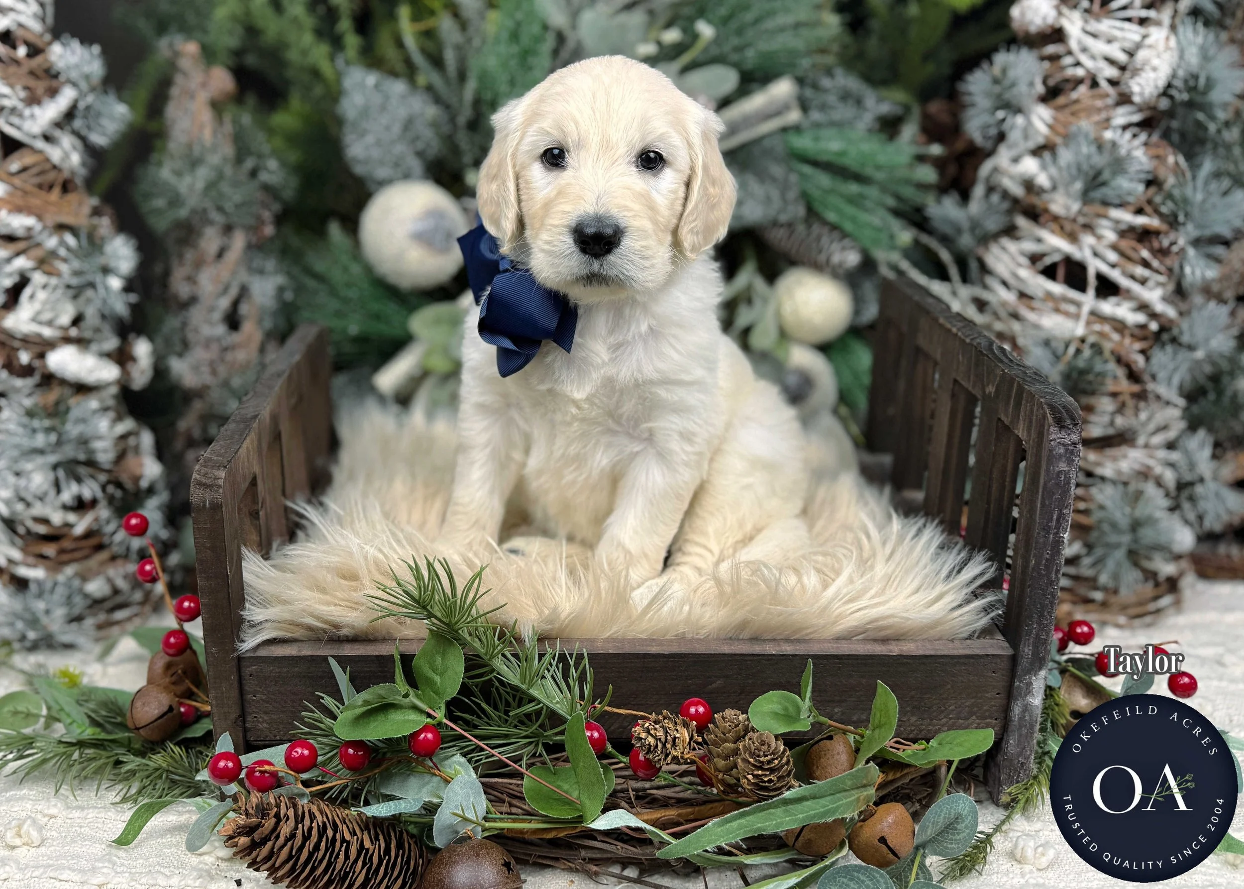 Cream Male F1 Standard English Teddy Bear Goldendoodle Puppy For Sale Okefeild Acres Missouri