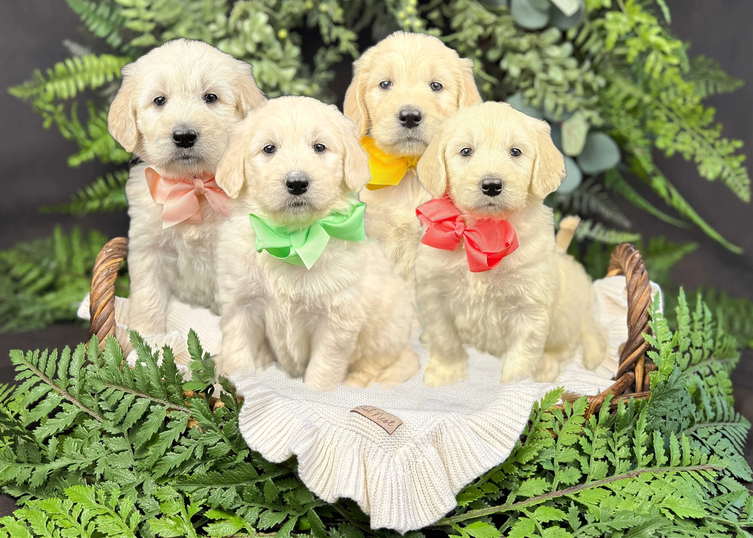 Cream F1 Standard English Teddy Bear Goldendoodle Puppies For Sale Okefeild Acres Missouri