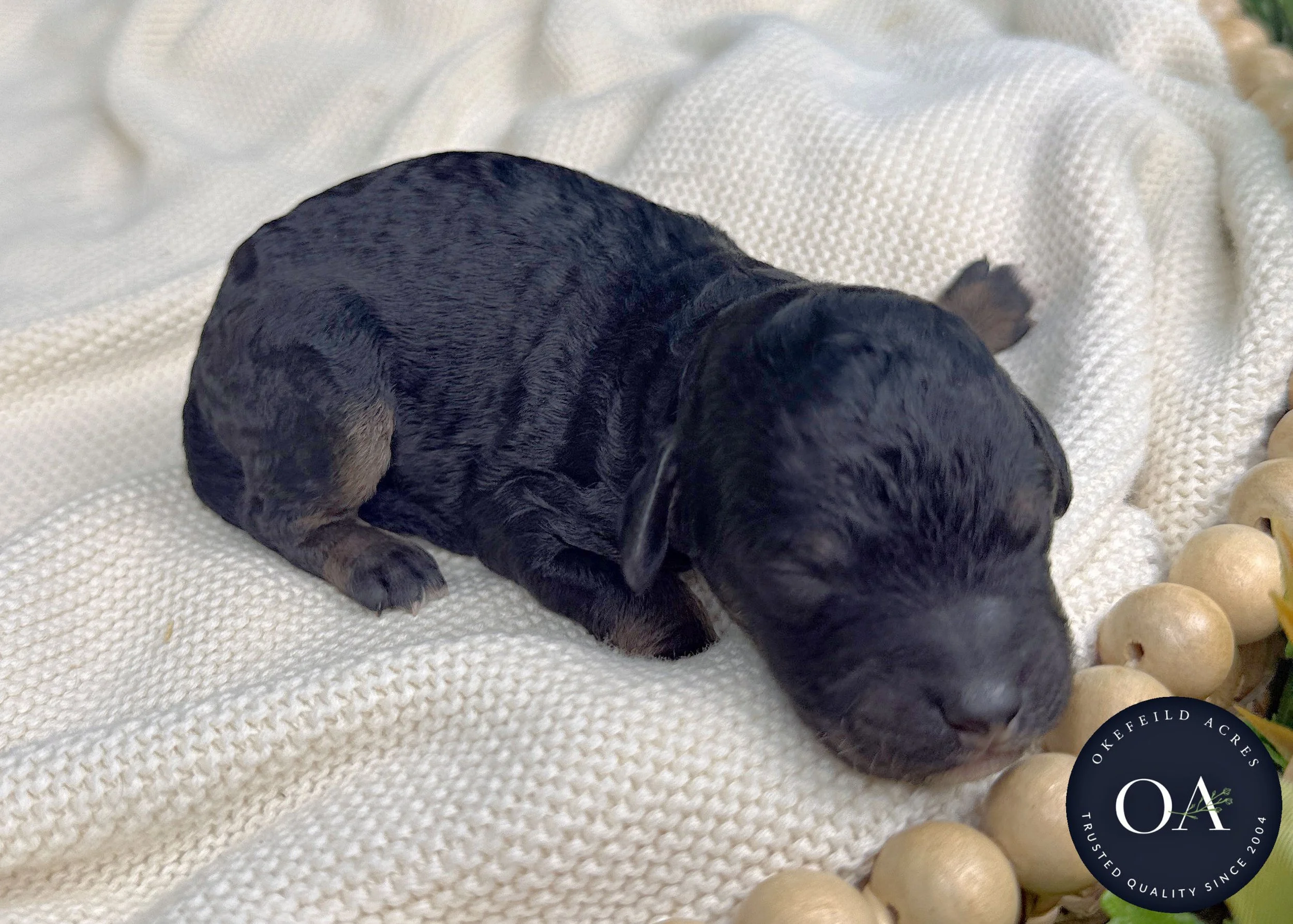 Black Phantom Small English Teddy Bear Goldendoodle Puppy For Sale Okefeild Acres Missouri