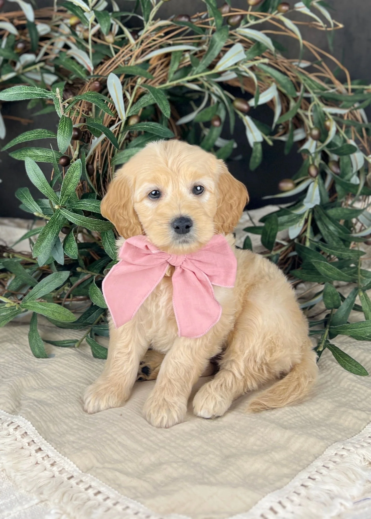 Light Apricot F1 Mini English Teddybear Goldendoodle Puppies For Sale At Okefeild Acres Missouri