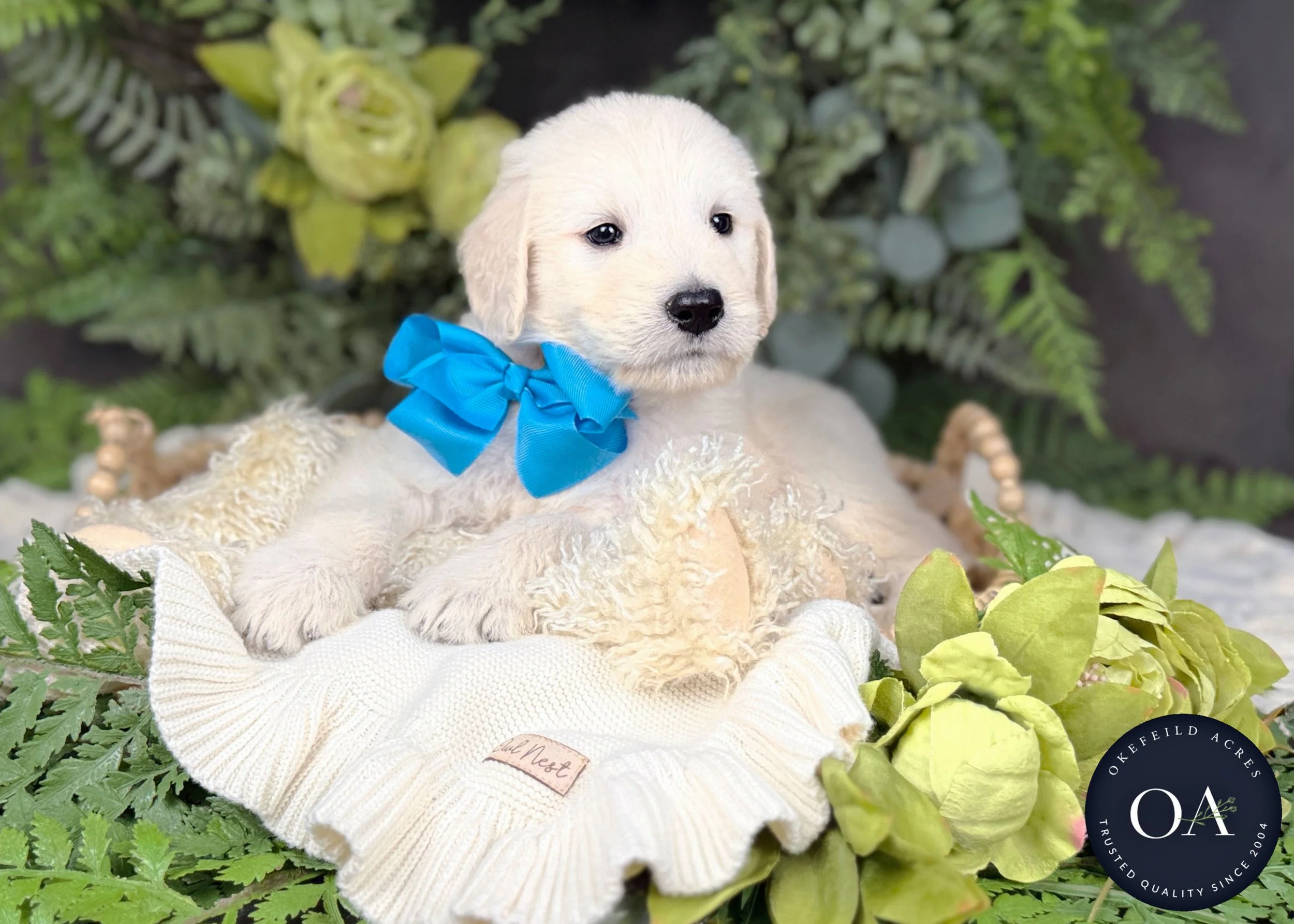 Cream F1 Standard English Teddy Bear Goldendoodle Puppies For Sale Okefeild Acres Missouri