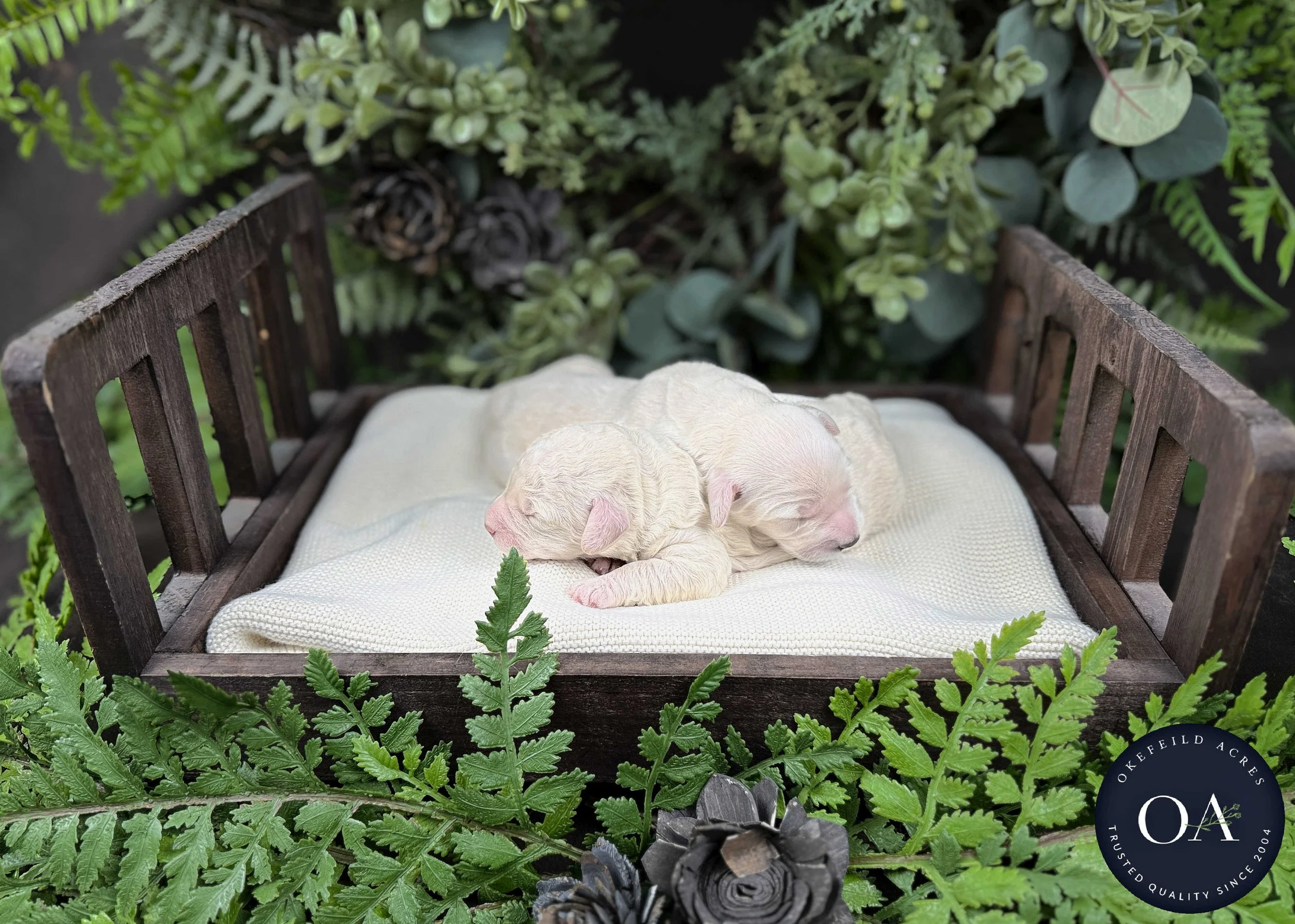 Cream Male F1b Mini English Teddy Bear Goldendoodle Puppies For Sale Okefeild Acres Missouri