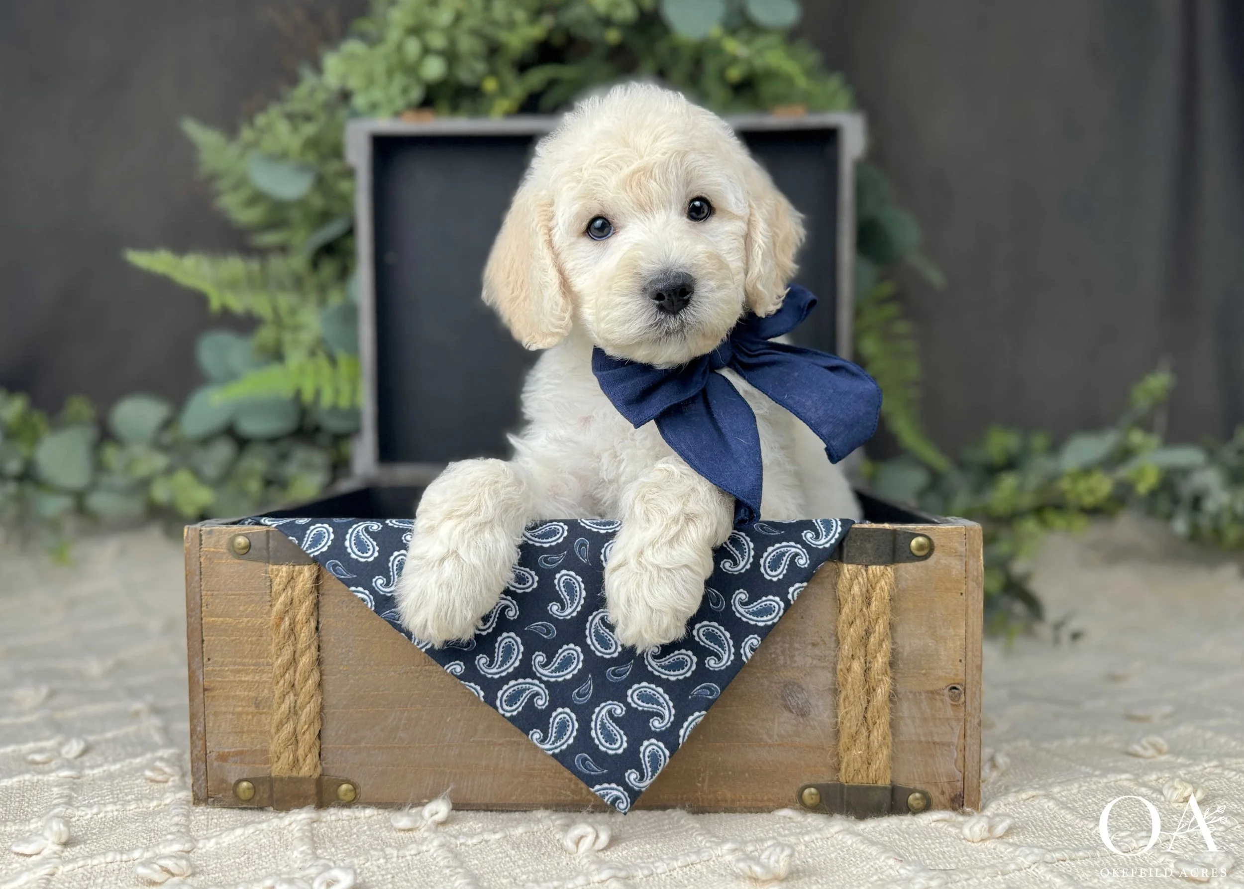 Cream F2b Medium English Teddy Bear Goldendoodle Puppies For Sale Okefeild Acres Missouri