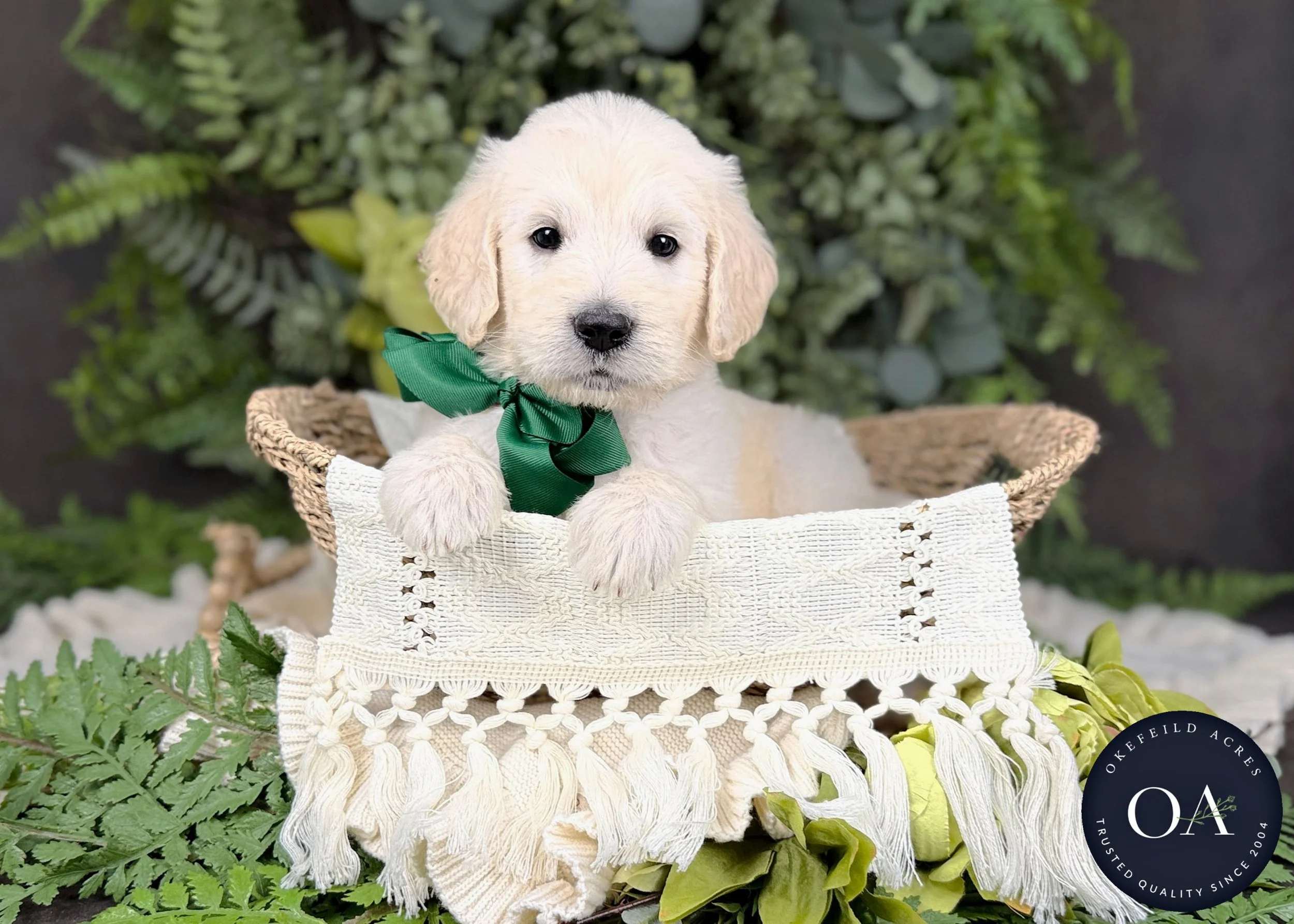 Cream F1 Standard English Teddy Bear Goldendoodle Puppies For Sale Okefeild Acres Missouri