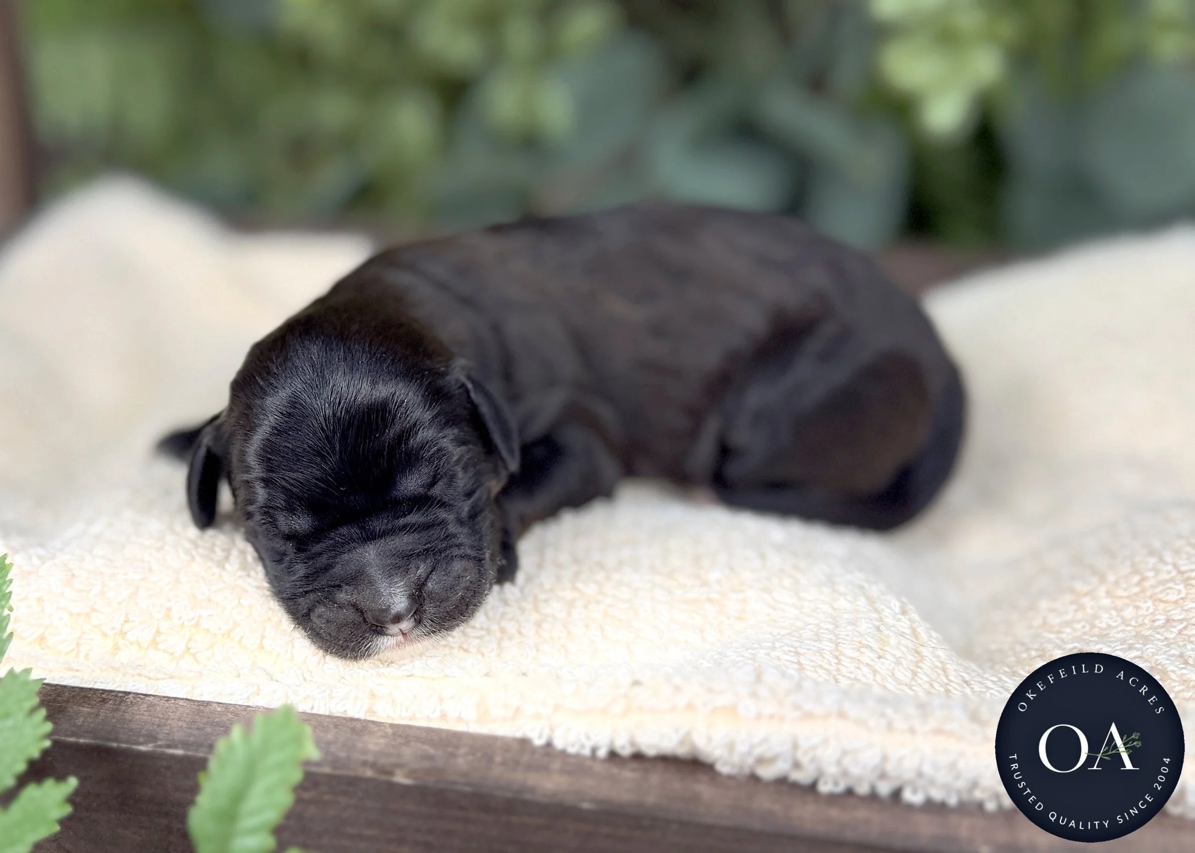 Brown Female F1b Standard English Teddy Bear Goldendoodle Puppy For Sale Okefeild Acres