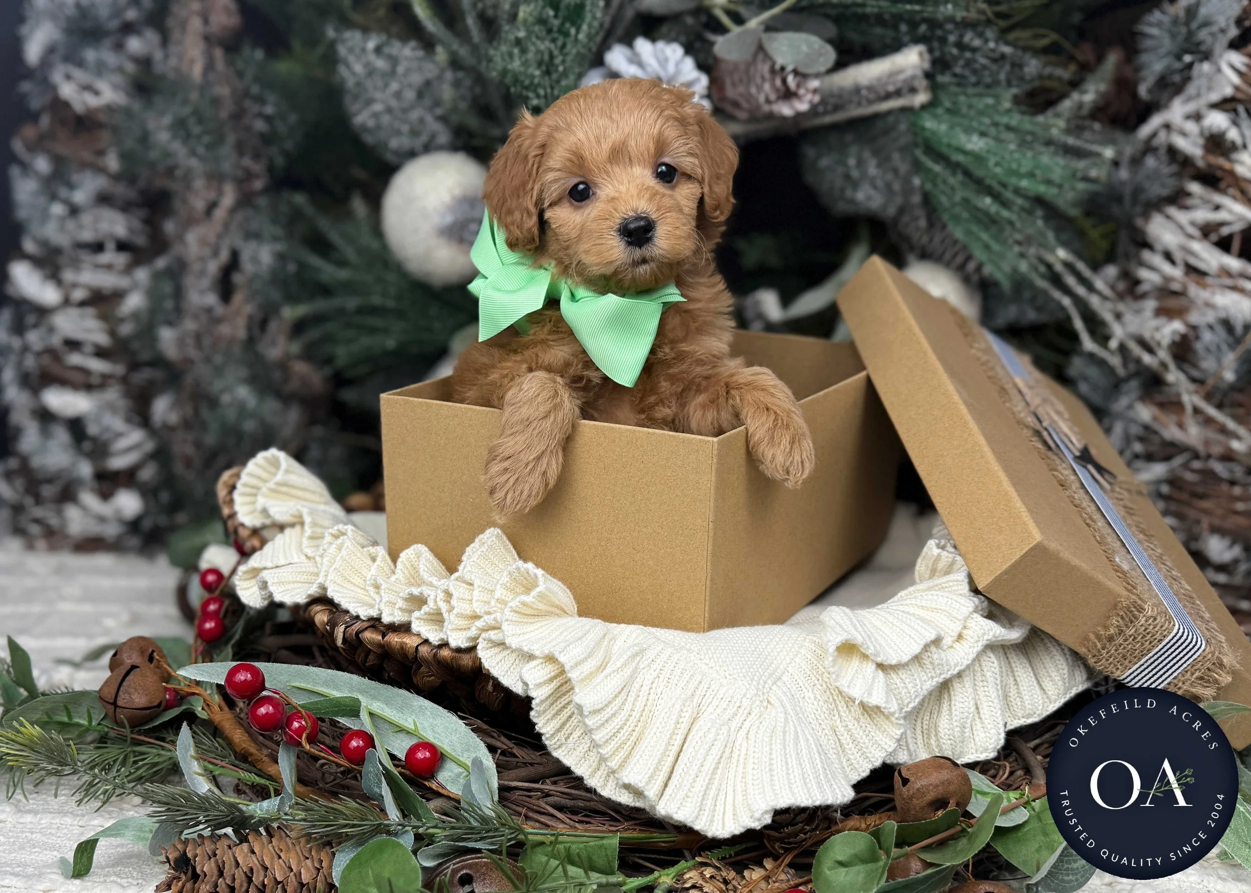 Apricot Female F1b Mini English Teddy Bear Goldendoodle Puppy For Sale Okefeild Acres Missouri