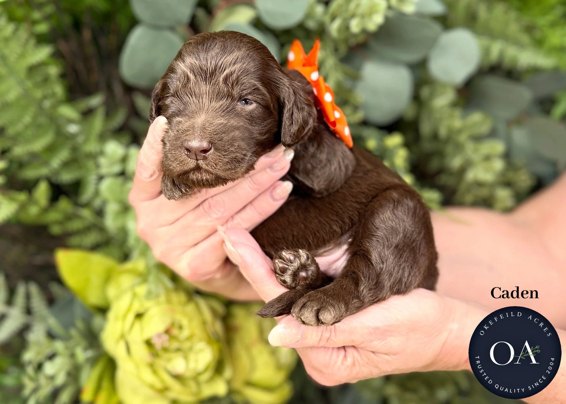 F1b Standard English Teddy Bear Goldendoodle Puppies For Sale Okefeild Acres Missouri