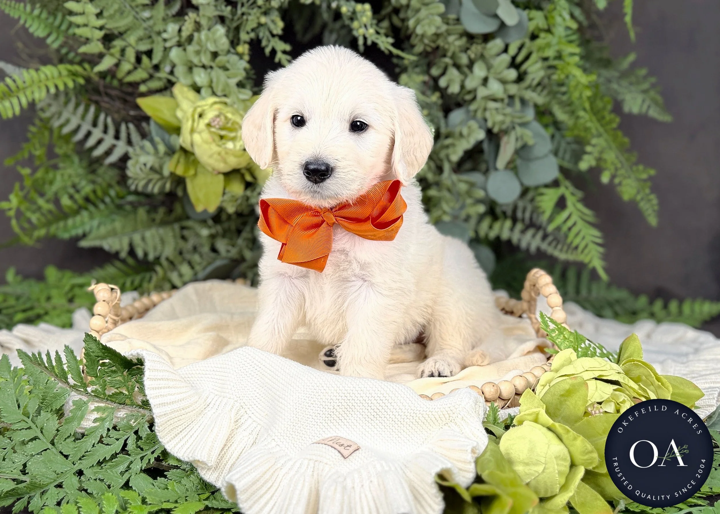 Cream F1 Standard English Teddy Bear Goldendoodle Puppies For Sale Okefeild Acres Missouri