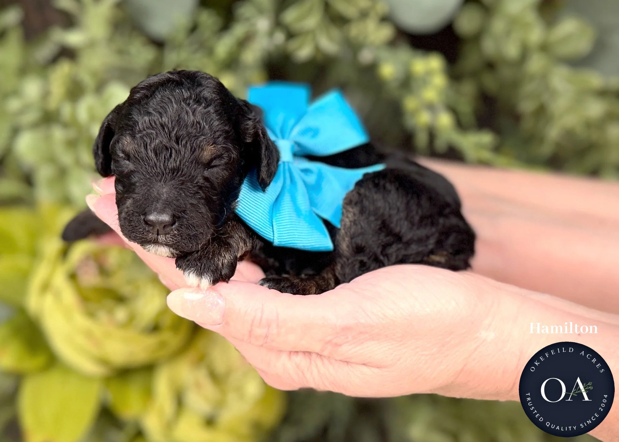 Black Phantom Male F2b Small English Teddy Bear Goldendoodle Puppies For Sale Okefeild Acres