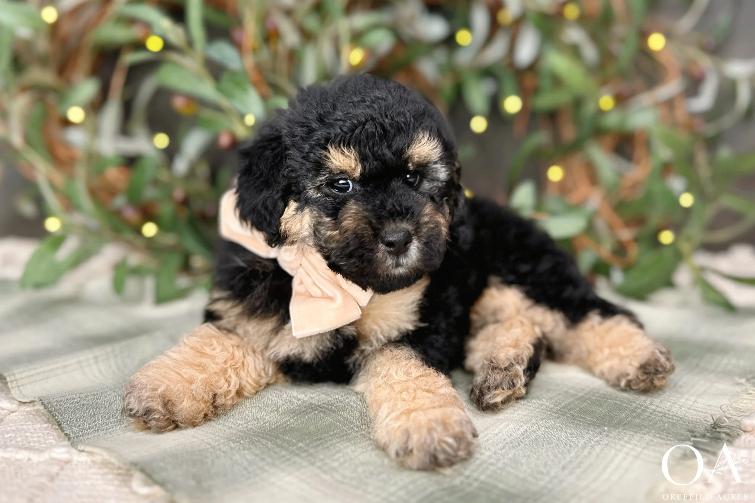 Small Phantom English Teddy Bear Goldendoodle Puppies For Sale Okefeild Acres Missouri