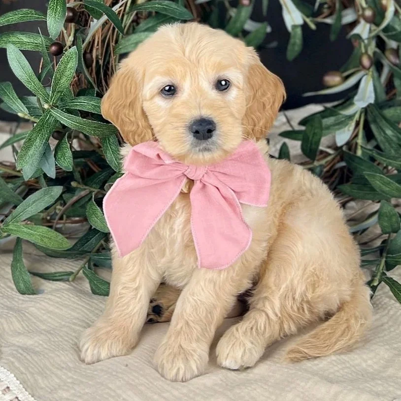 Piper F1 Mini English Teddy Bear Goldendoodle Dam Okefeild Acres Missouri