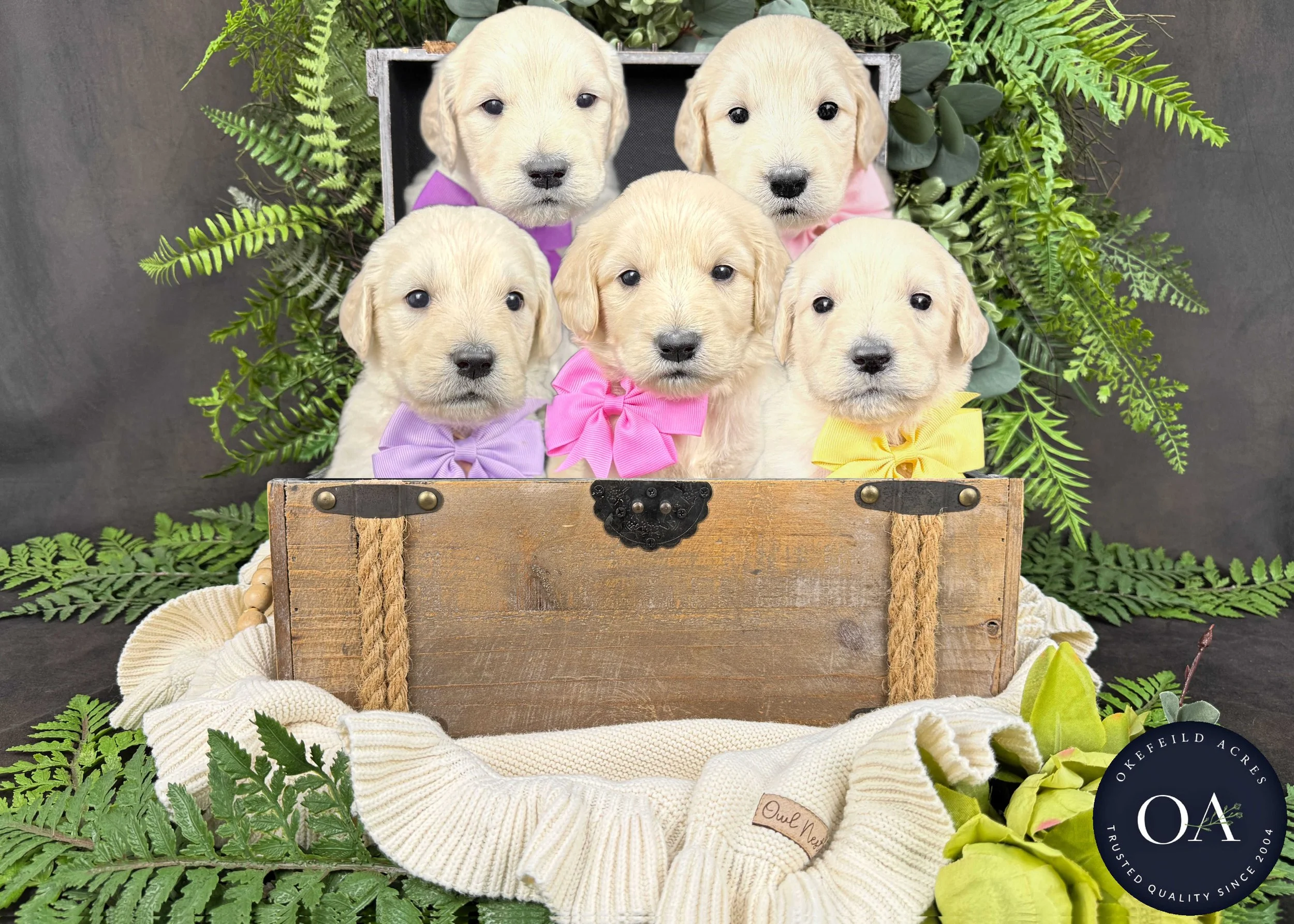 Cream Female F1 Standard English Teddy Bear Goldendoodle PUppies For Sale Okefeild Acres Missouri