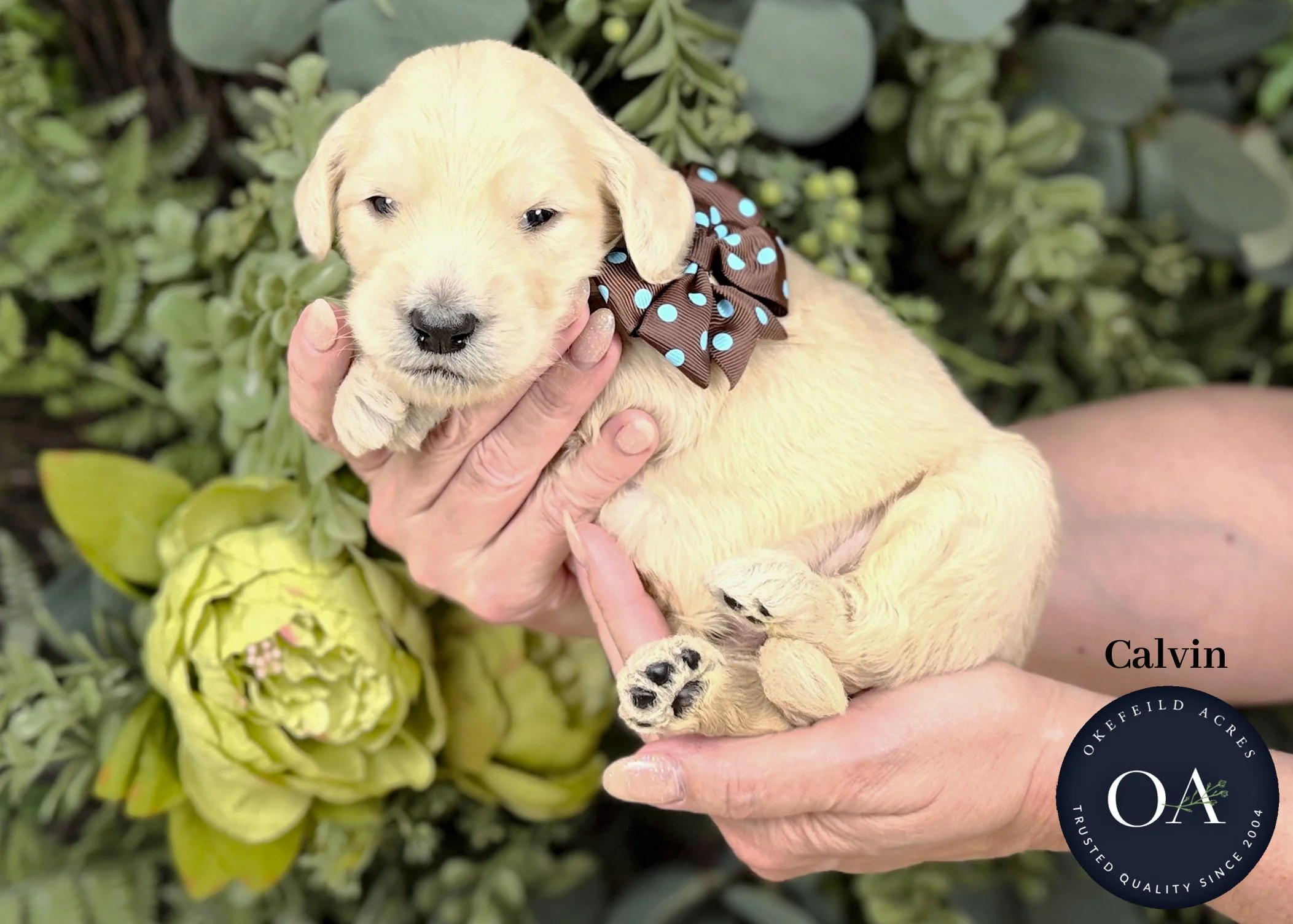 F1b Standard English Teddy Bear Goldendoodle Puppies For Sale Okefeild Acres Missouri