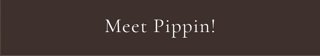 Meet Pippin