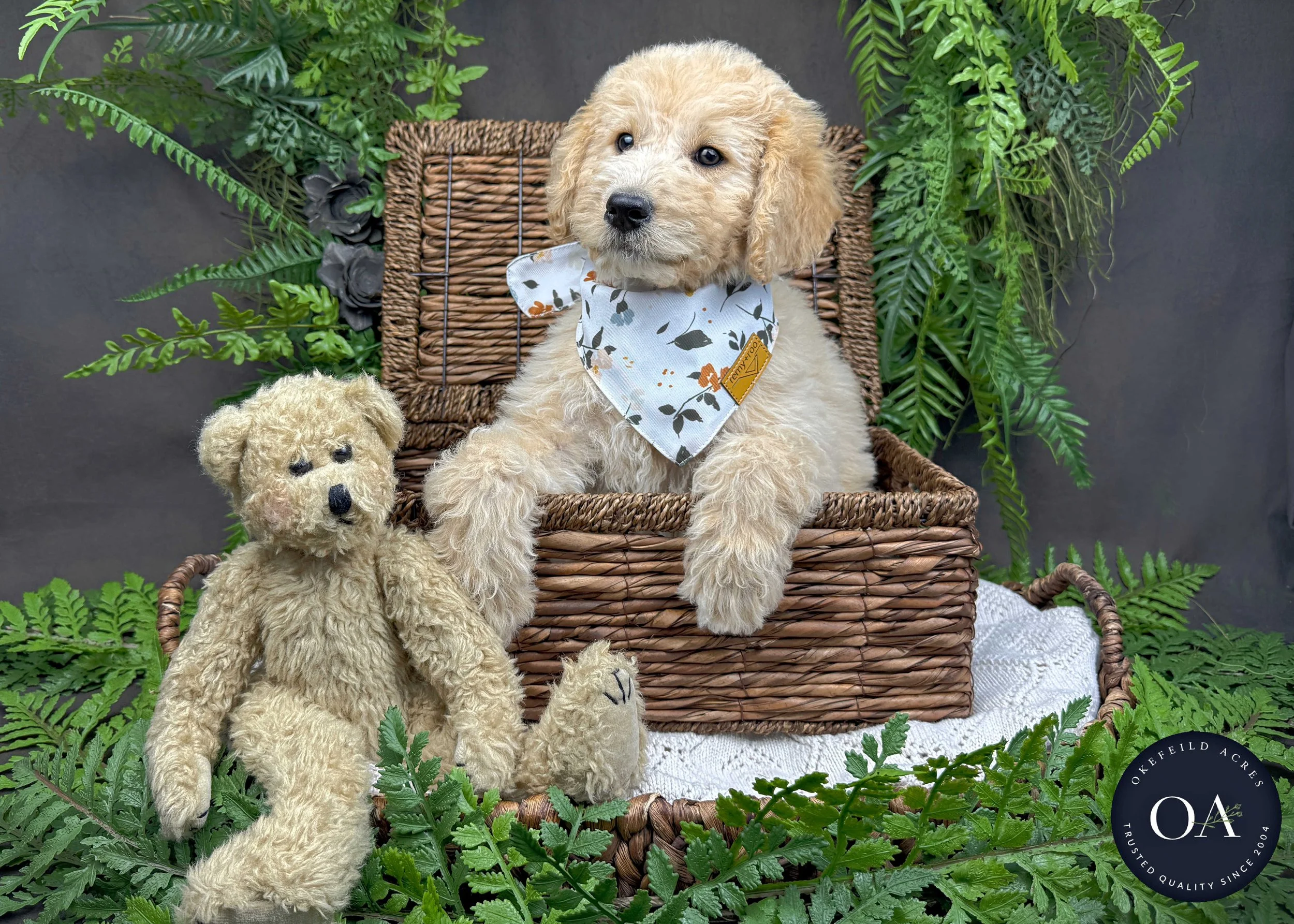 Apricot F1b Standard English Teddy Bear Goldendoodle Puppies For Sale Okefeild Acres Missouri