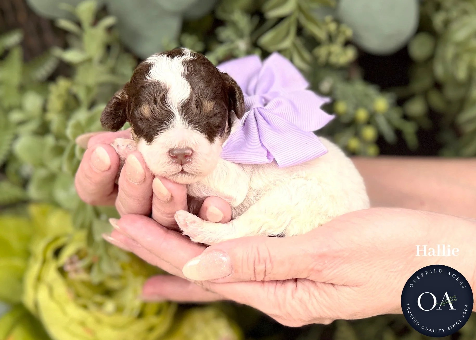 Brown Phantom Parti Female F2b Small English Teddy Bear Goldendoodle Puppies For Sale Okefeild Acres