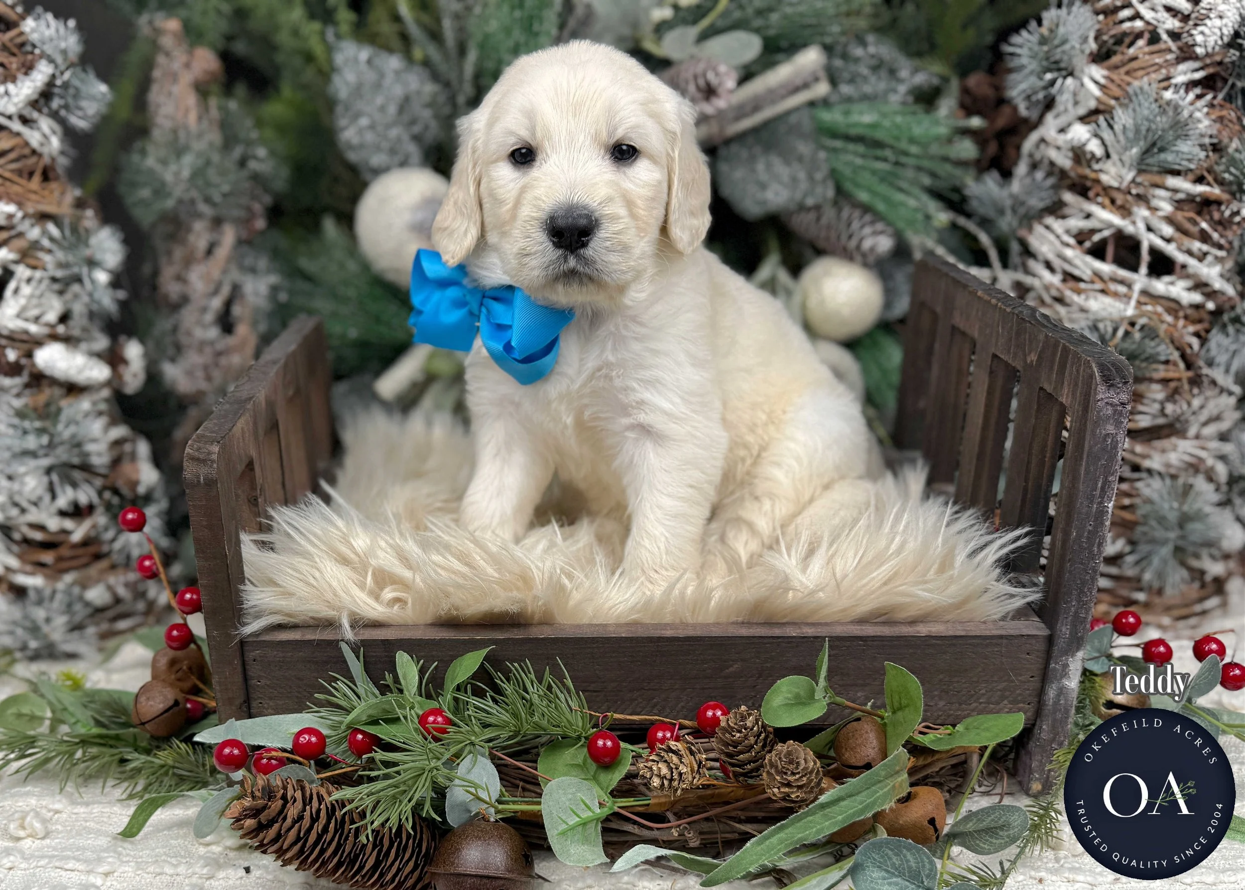 Cream Male F1 Standard English Teddy Bear Goldendoodle Puppy For Sale Okefeild Acres Missouri