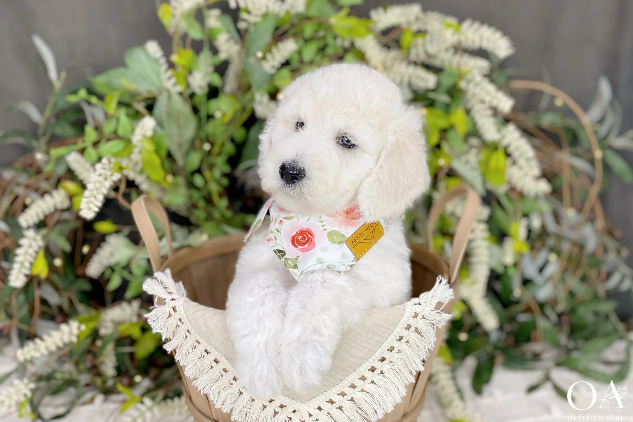 F1b Standard English Teddy Bear Goldendoodle Puppies For Sale Okefeild Acres Missouri