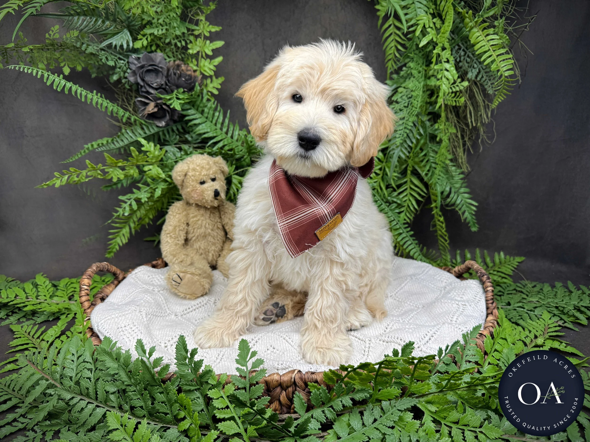 F2b Standard English Teddy Bear Goldendoodle Puppies For Sale Okefeild Acres missouri