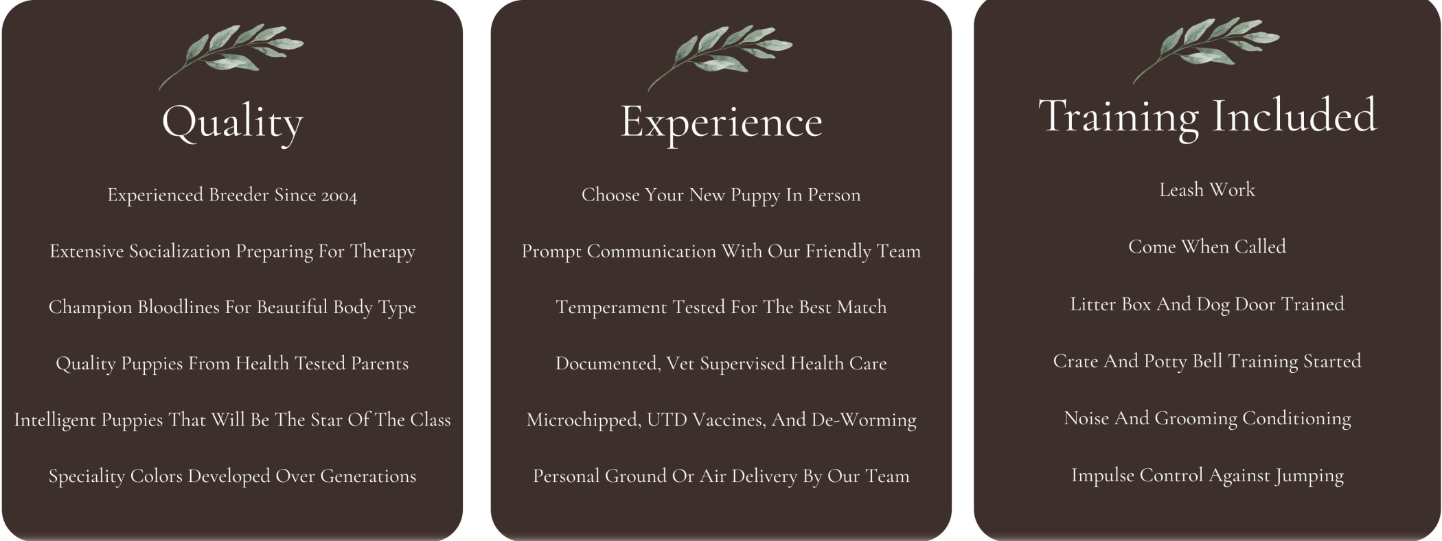 Quality Experience Training Included Okefeild Acres English Teddy Bear Goldendoodles