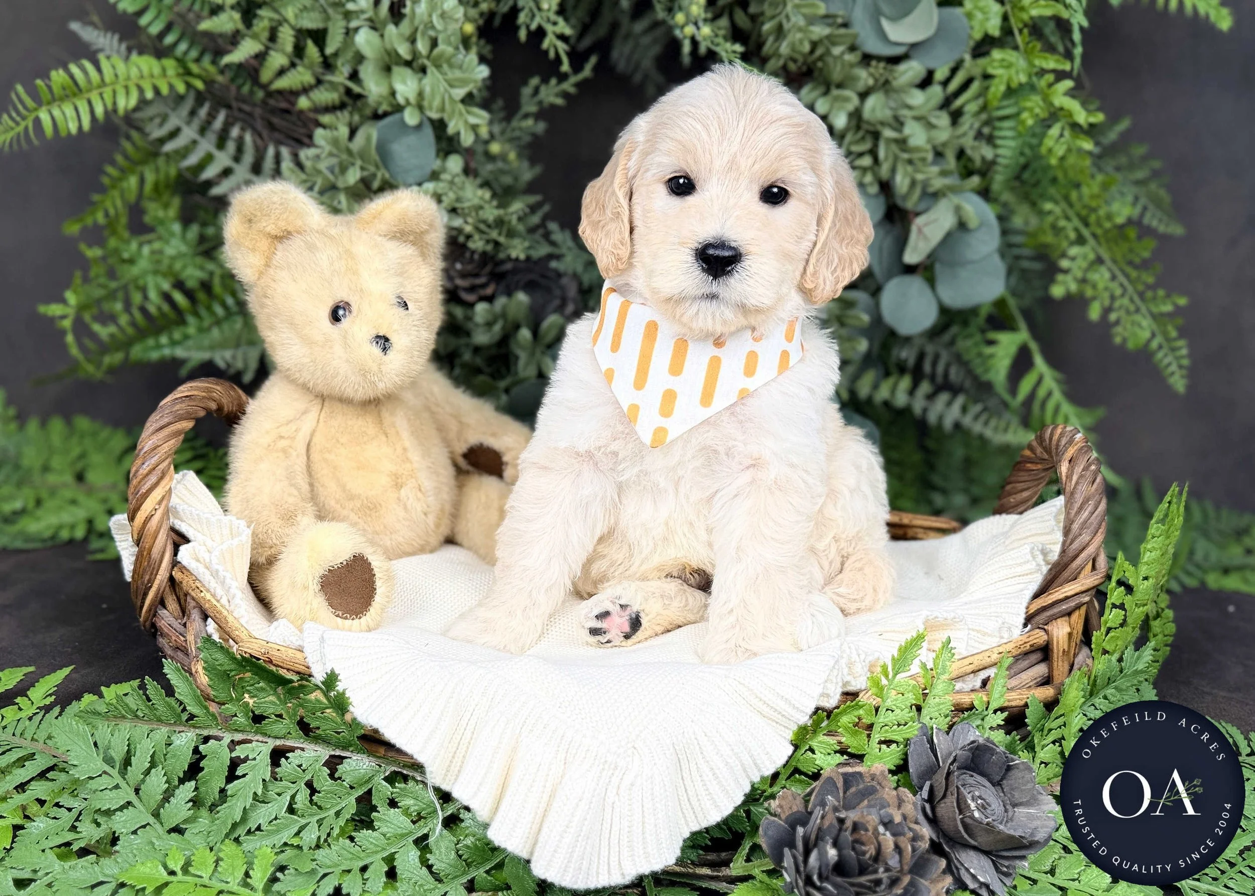 Turner Cream F2b Medium English Teddy Bear Goldendoodle PUppy For Sale Okefeild Acres Missouri