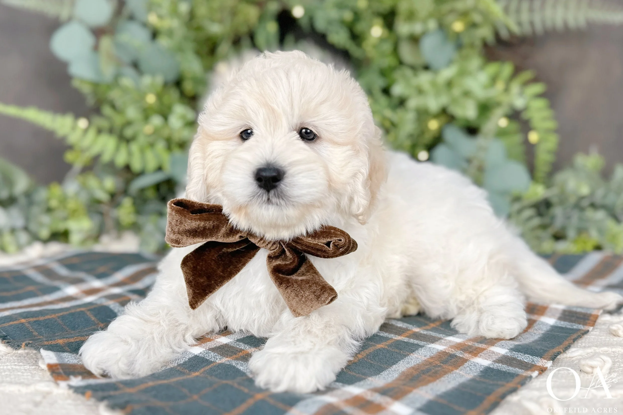 Cream F1b Mini English Teddy Bear Goldendoodle Puppy For Sale Okefeild Acres Missouri