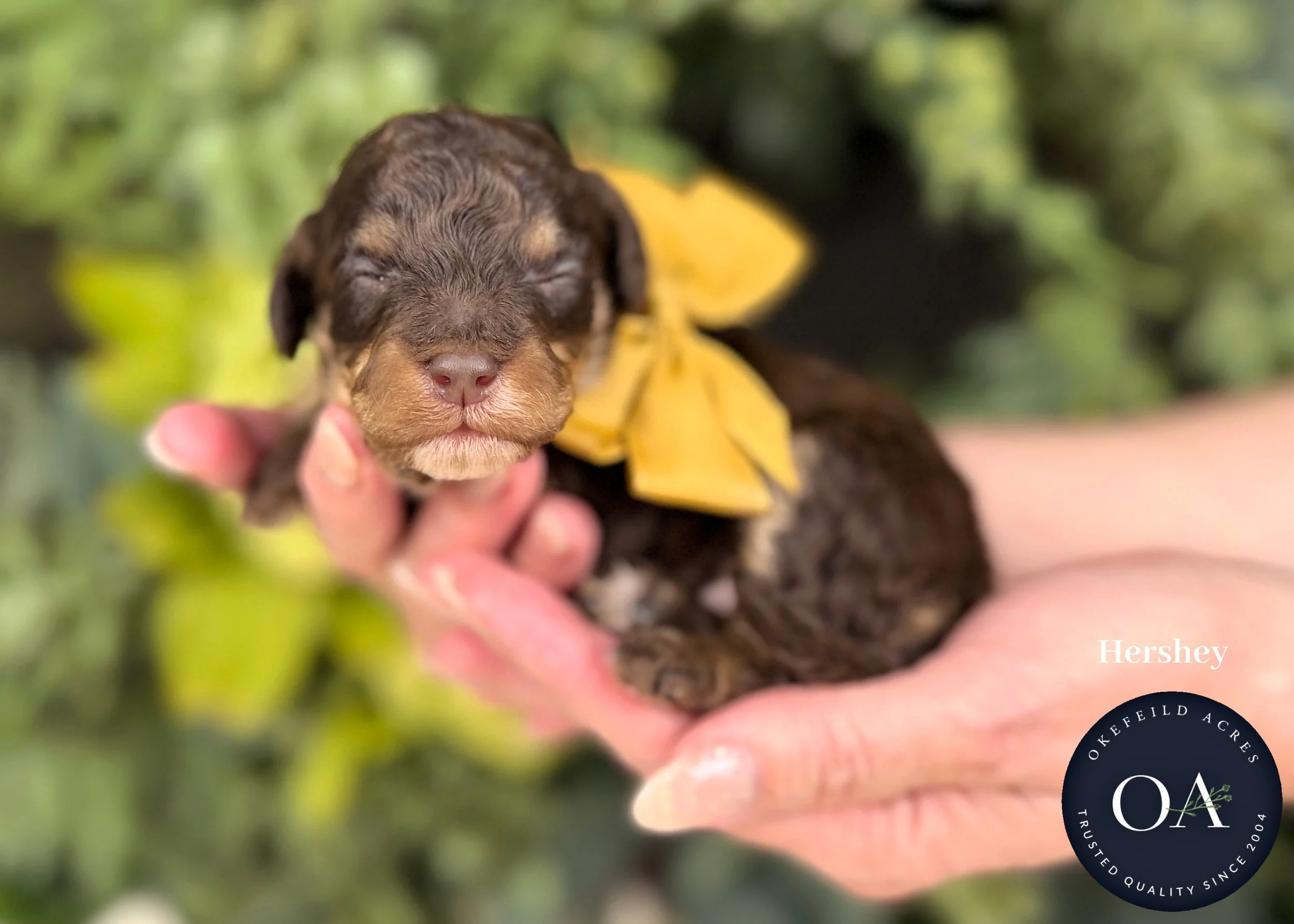 Brown Male F2b Small English Teddy Bear Goldendoodle Puppies For Sale Okefeild Acres