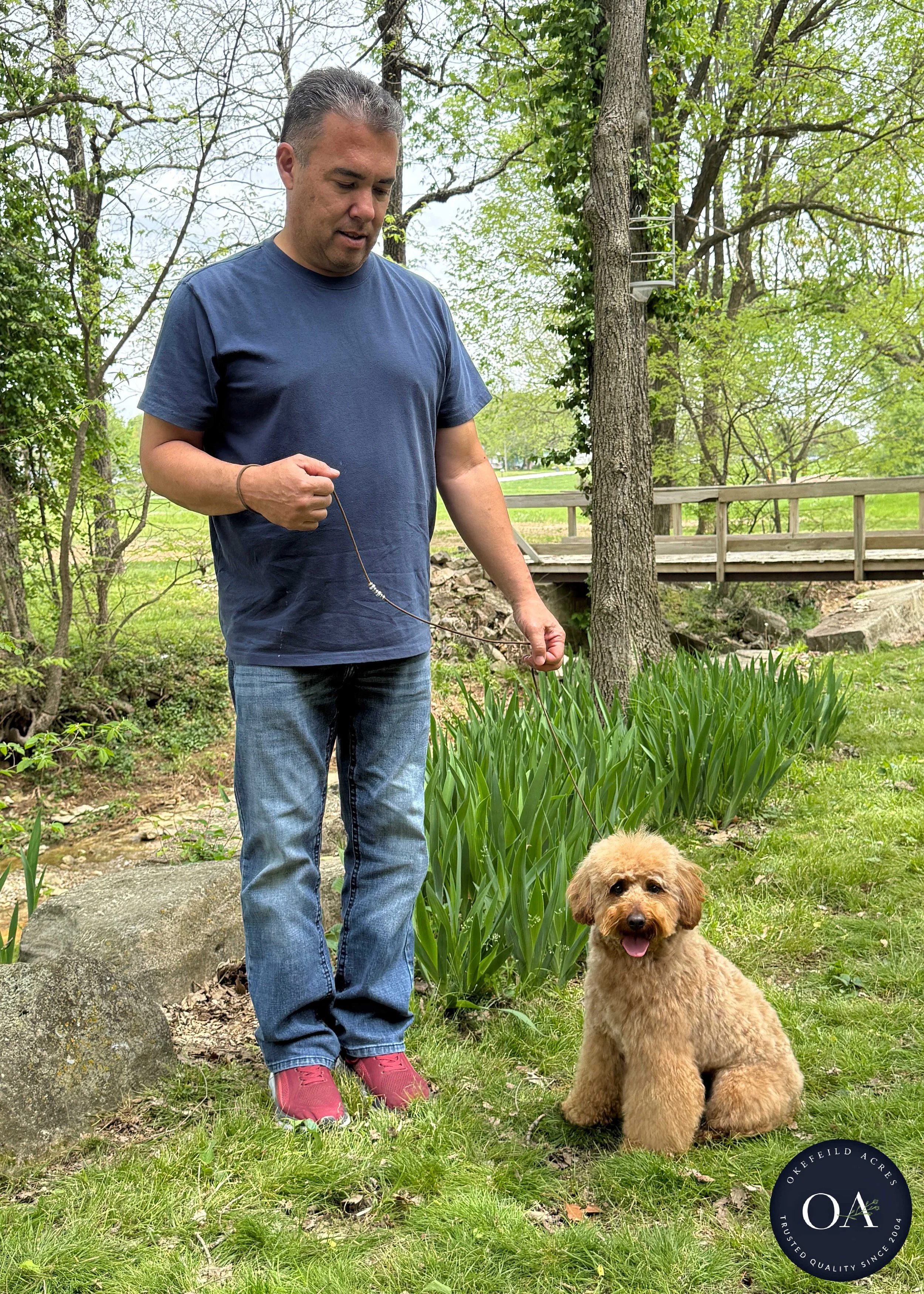 Dark Apricot Miniature Poodle Okefeild Acres Missouri