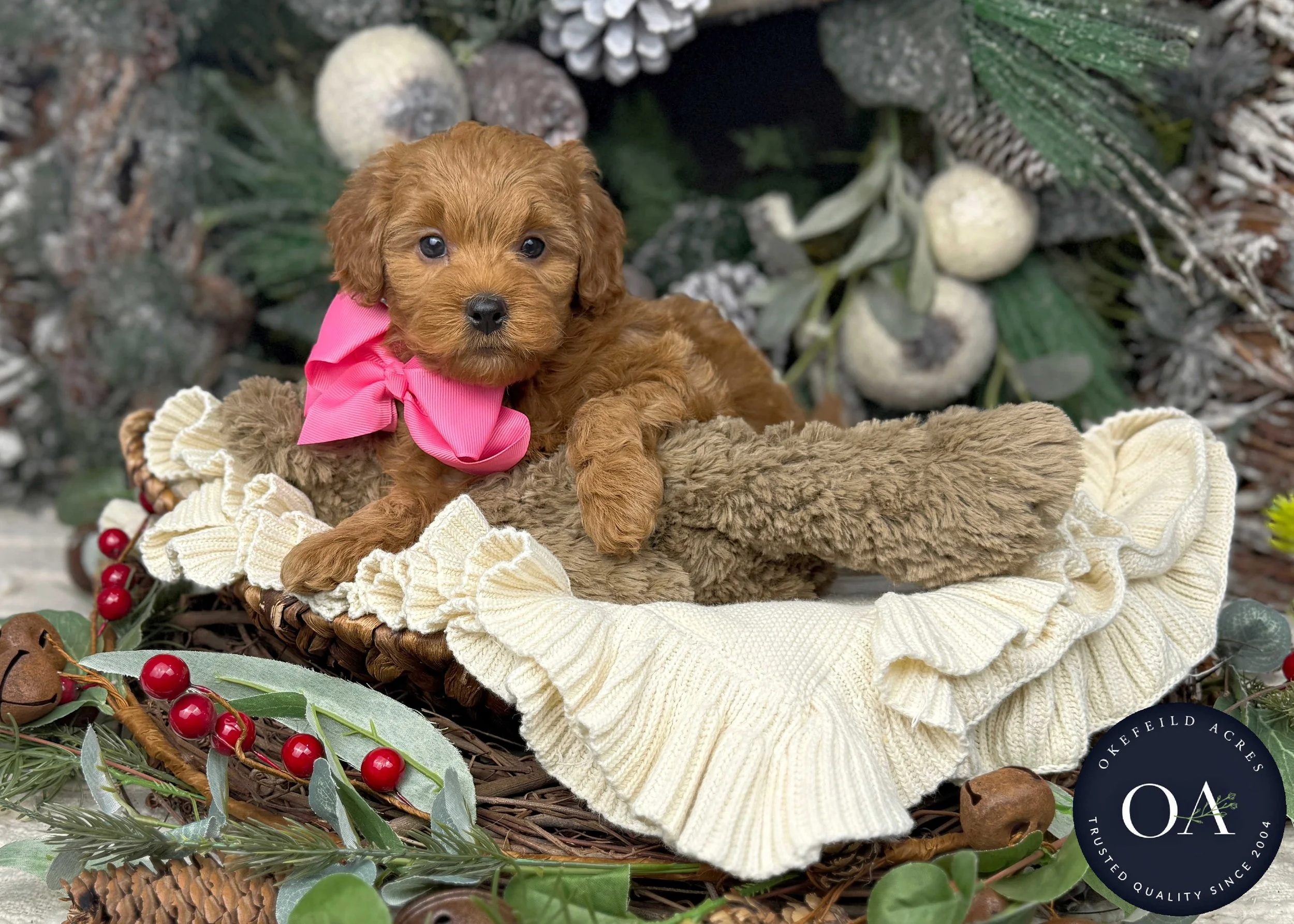 Apricot F1b Mini English Teddy Bear Goldendoodle Puppy For Sale Okefeild Acres Missouri