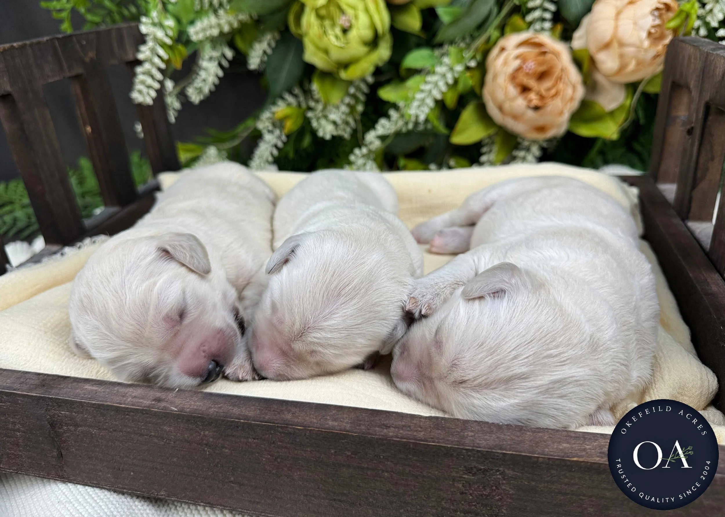 Cream Male F1 Standard English Teddy bear Goldendoodle Puppies For Sale Okefeild Acres Missouri