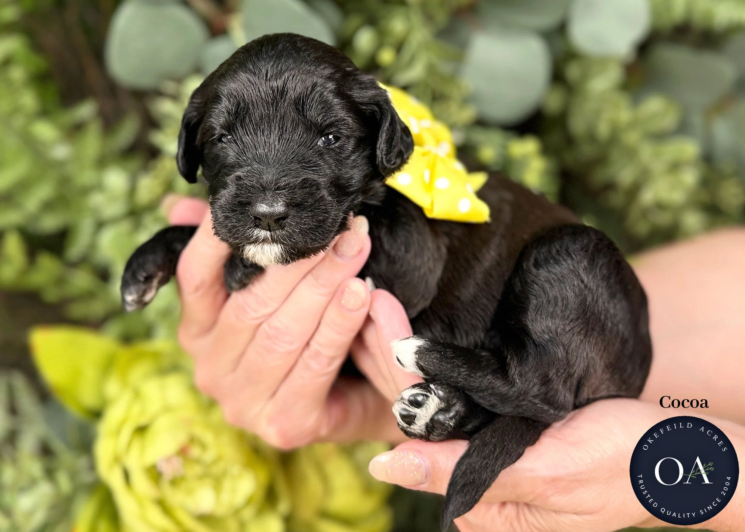 F1b Standard English Teddy Bear Goldendoodle Puppy For Sale Okefeild Acres Missouri