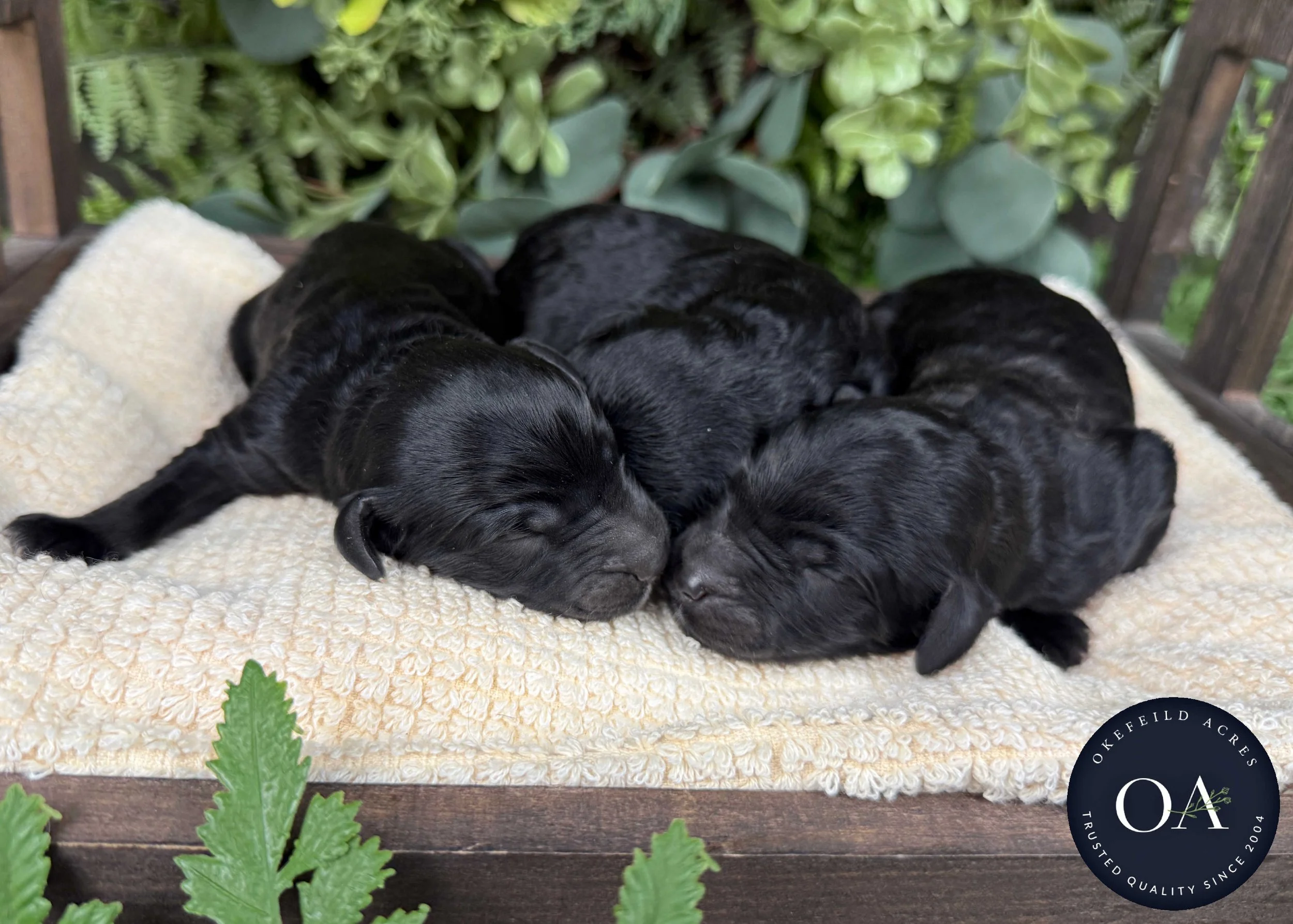 Black Female F1b Standard English Teddy Bear Goldendoodle Puppies For Sale Okefeild Acres Missouri