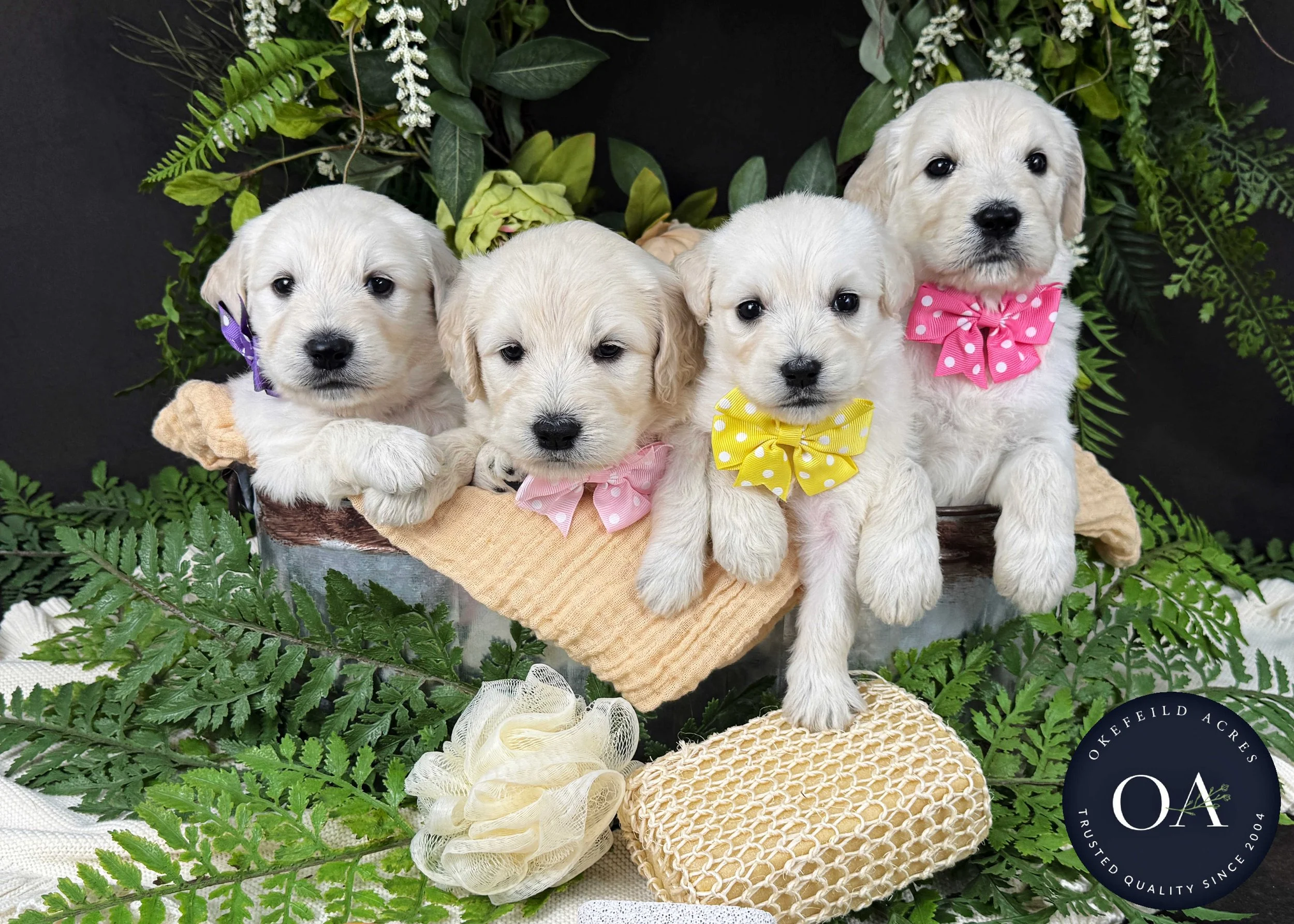 Male F1 Standard English Teddy Bear Standard Goldendoodle PUppies For Sale Okefeild Acres Missouri