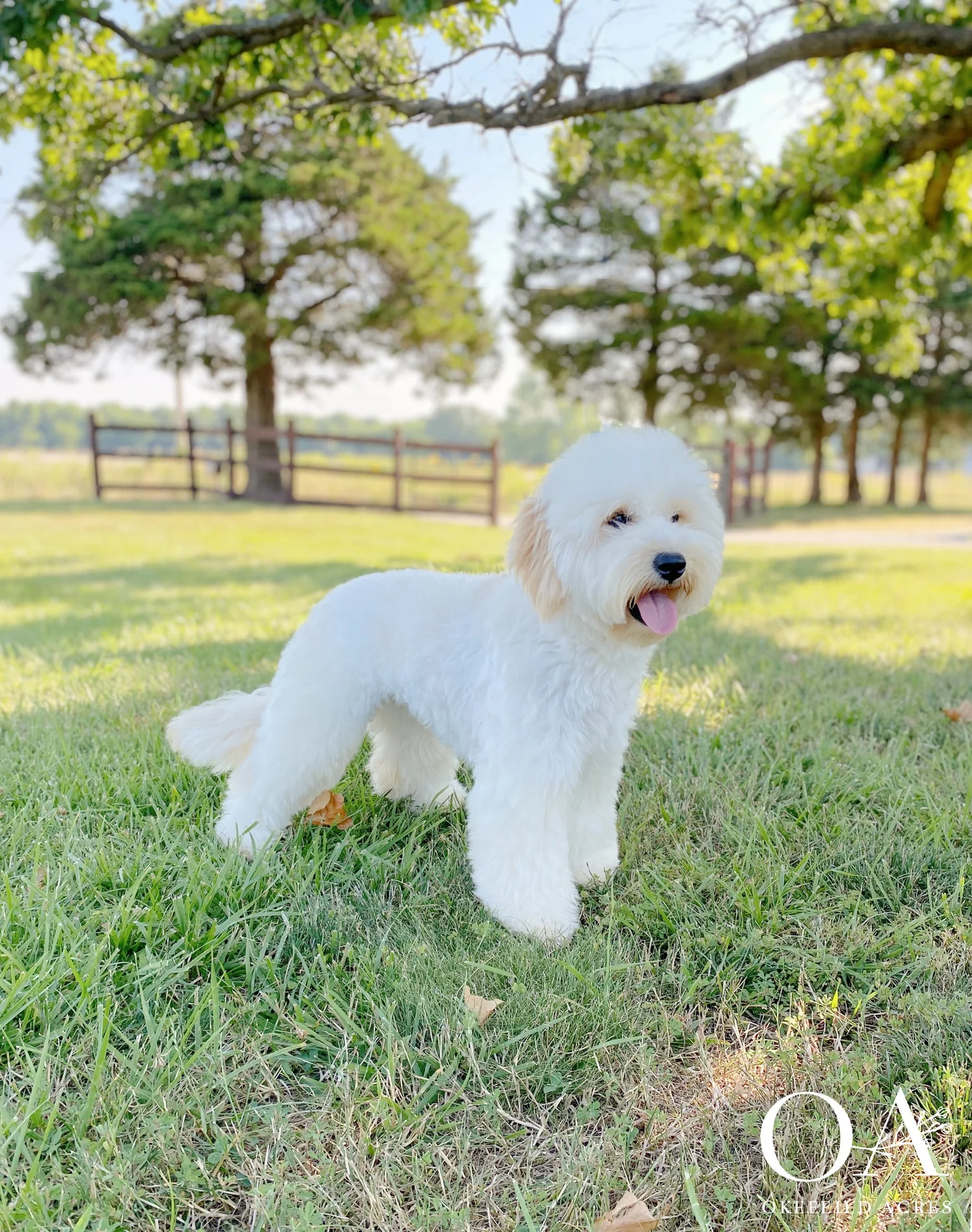 Photo inspiration: Curated High Rise Puppy Training Advice Gallery View 44