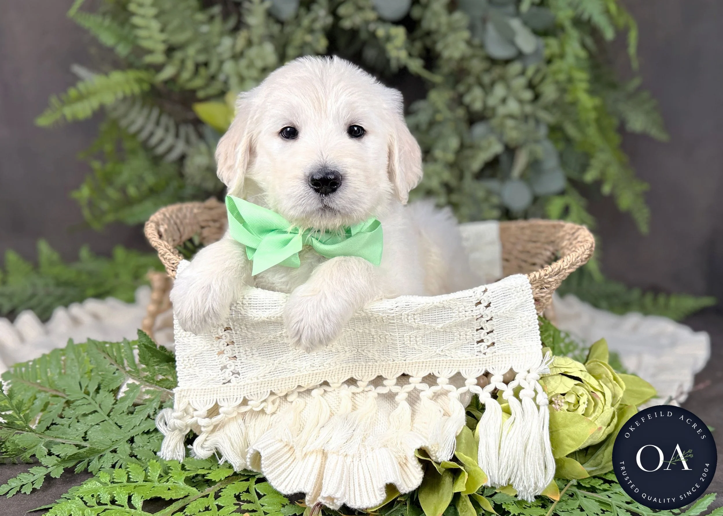 Cream F1 Standard English Teddy Bear Goldendoodle Puppies For Sale Okefeild Acres Missouri