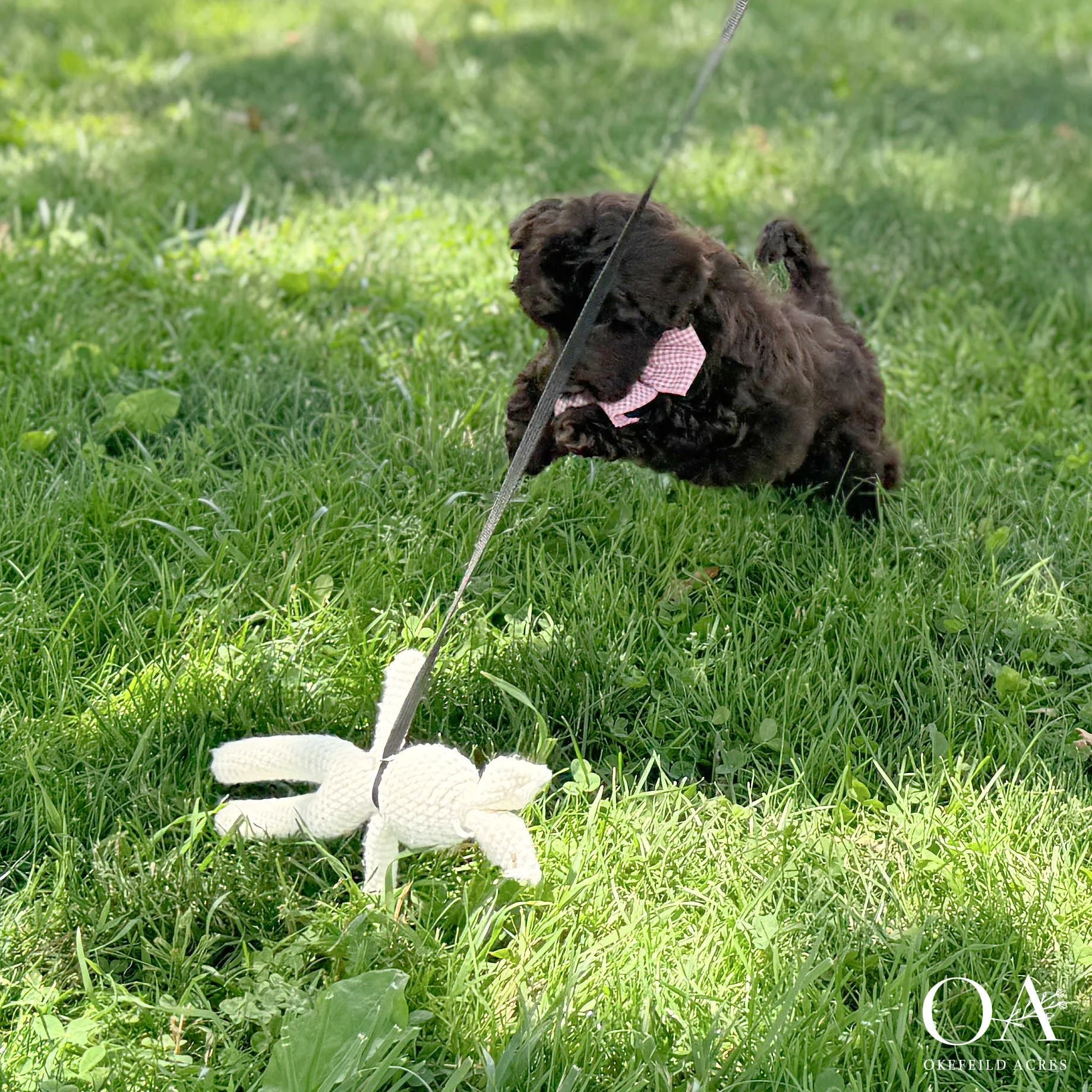 Chocolate Brown F1b Medium English Teddybear Goldendoodle Puppies For Sale At Okefeild Acres
