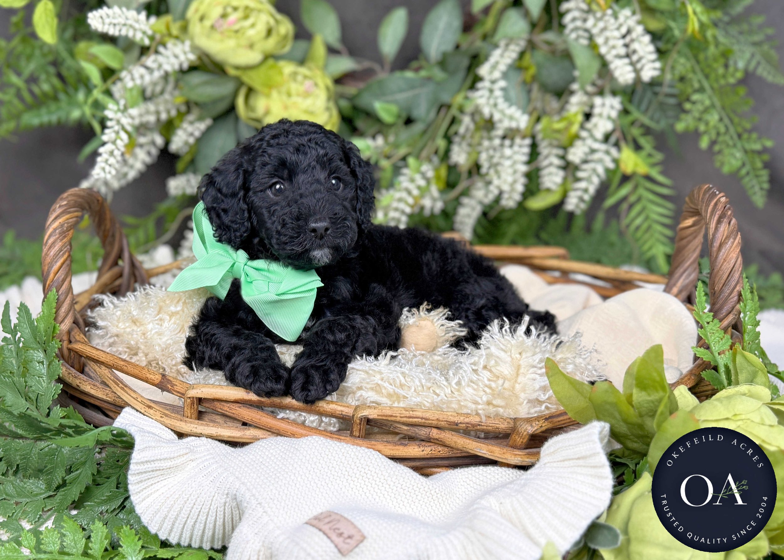 Black F2b Small English Teddy Bear Goldendoodle PUppy For Sale Okefeild Acres Missouri