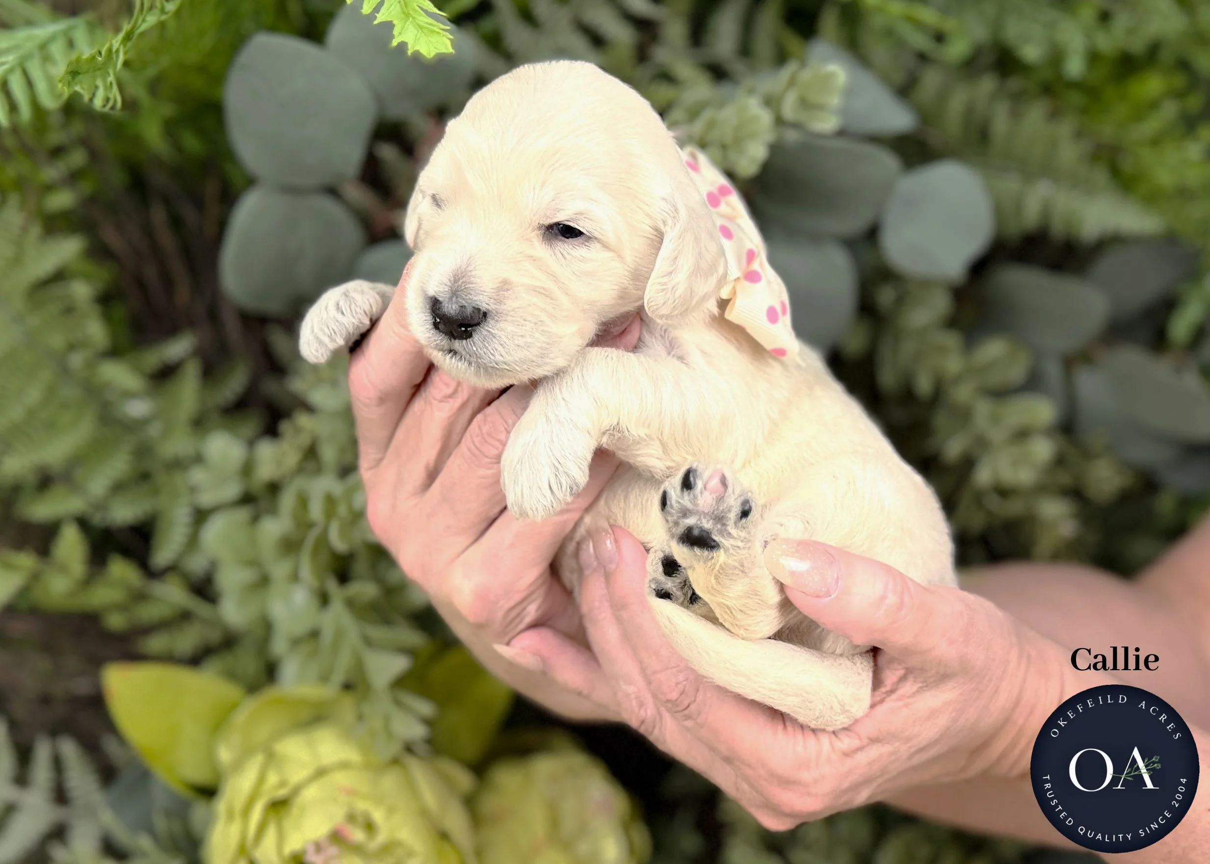 Callie Cream Female F1b Standard English Teddy Bear Goldendoodle Puppy For Sale Okefeild Acres Missouri