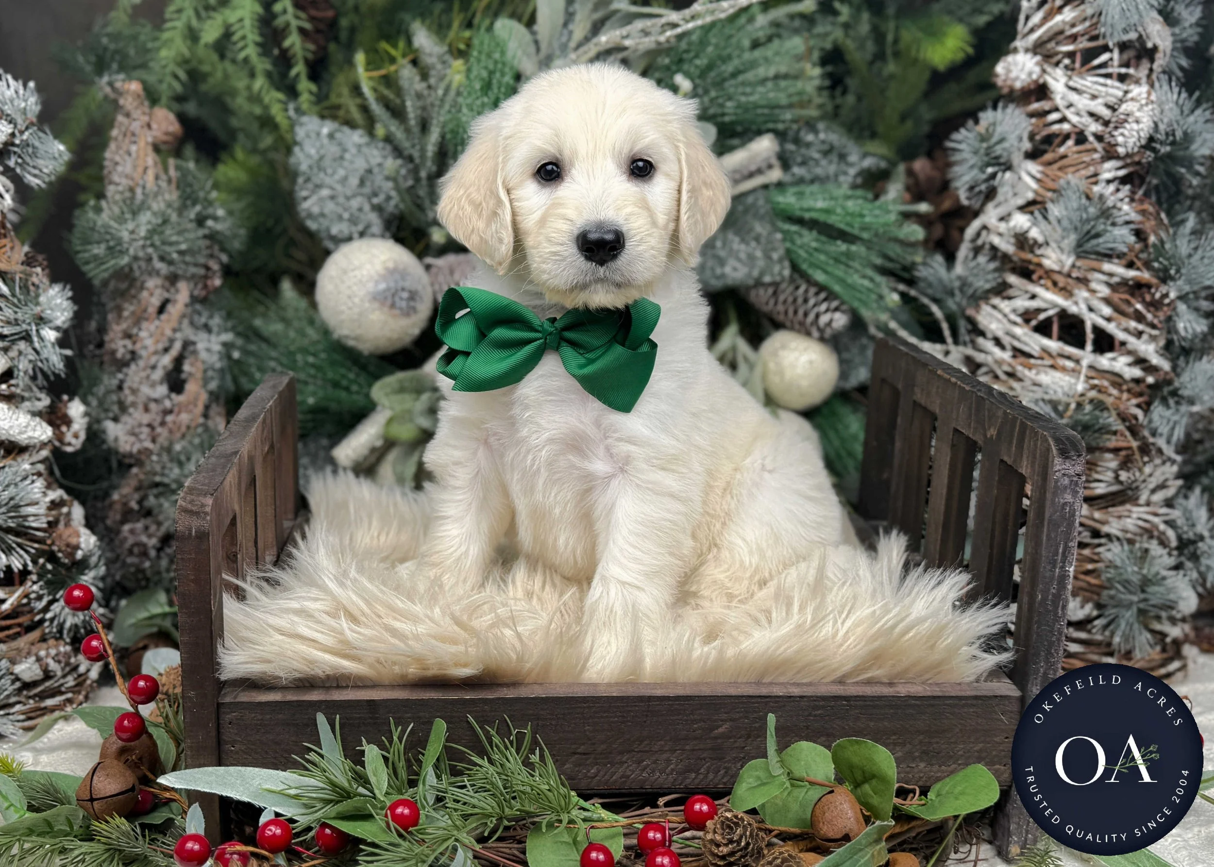 Healthy Pups - Teacup Teddy Bear M 5031, image size:2500x1786