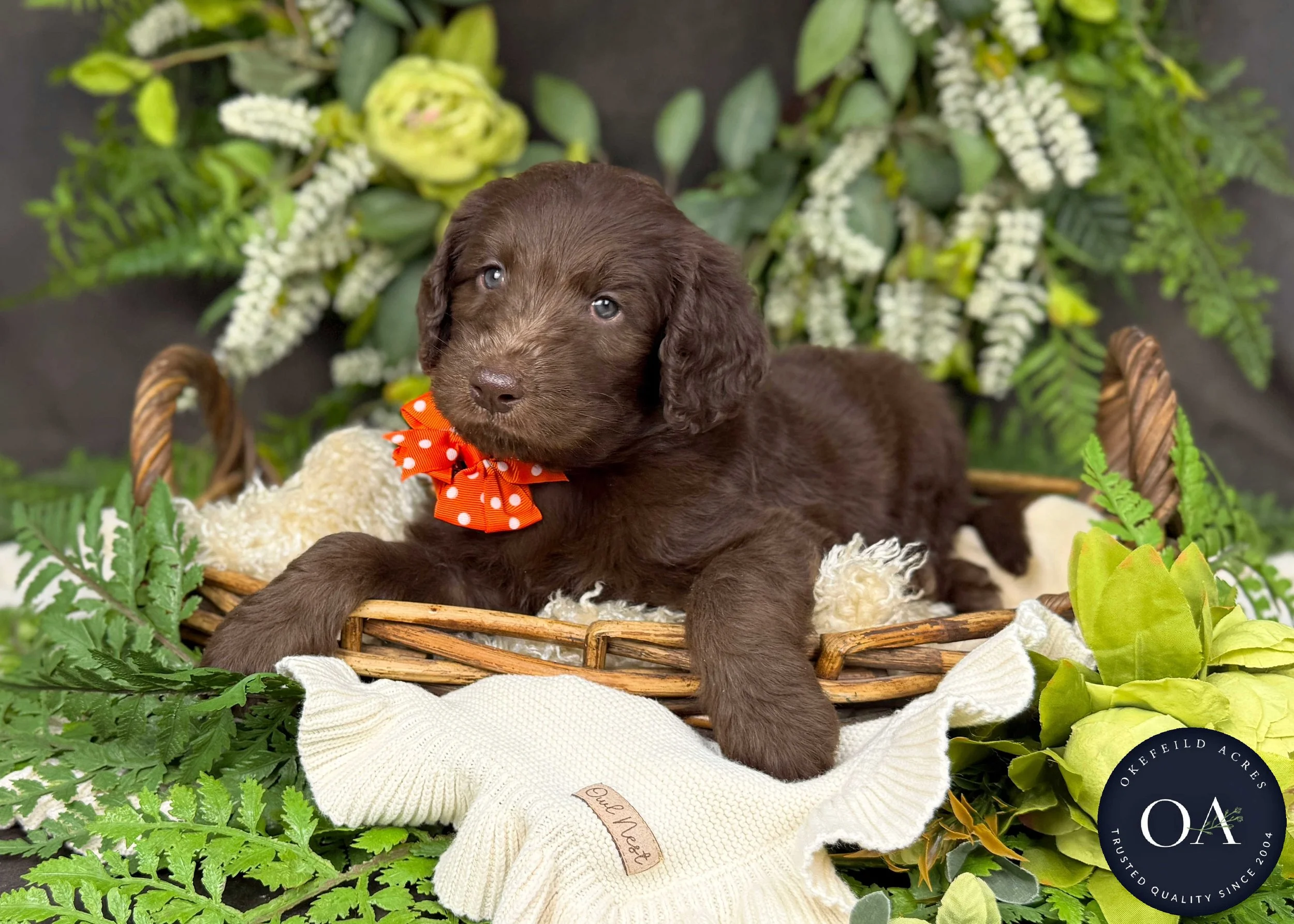 Cafe au Lait F1b Standard English Teddy Bear Goldendoodle Puppy For Sale Okefeild Acres Missouri