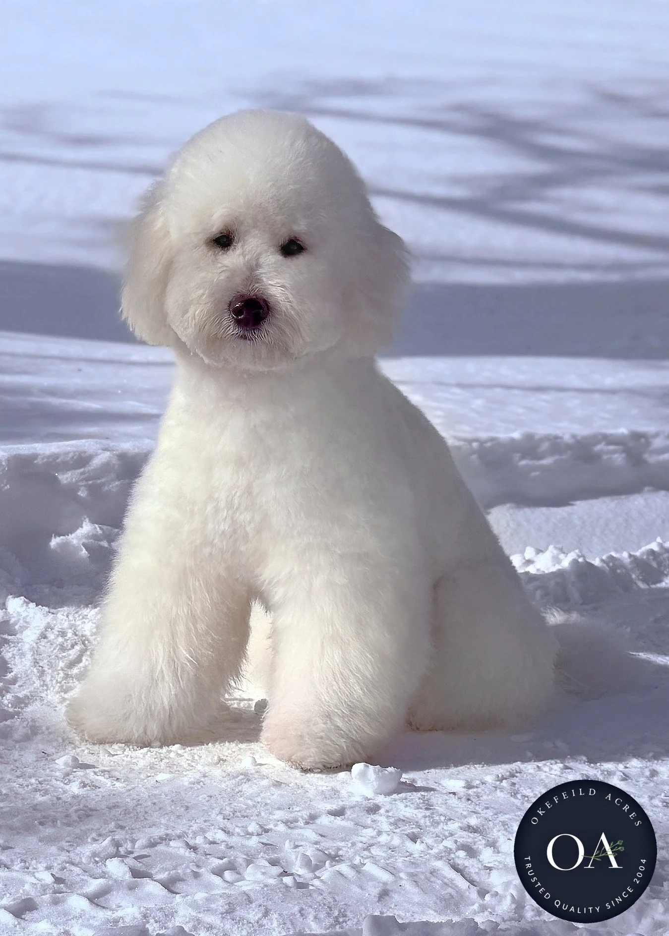 Ollie Cream F1b Small English Teddy Bear Goldendoodle Sire Okefeild Acres Missouri